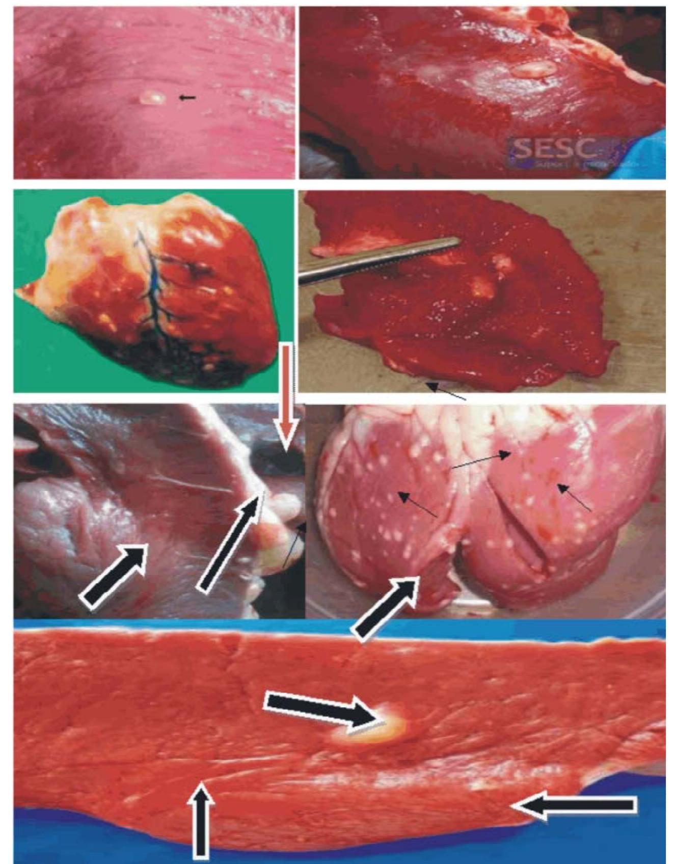 Meat Cyst (PDF) Review Work on Bovine Cysticercosis and its Public Health ...