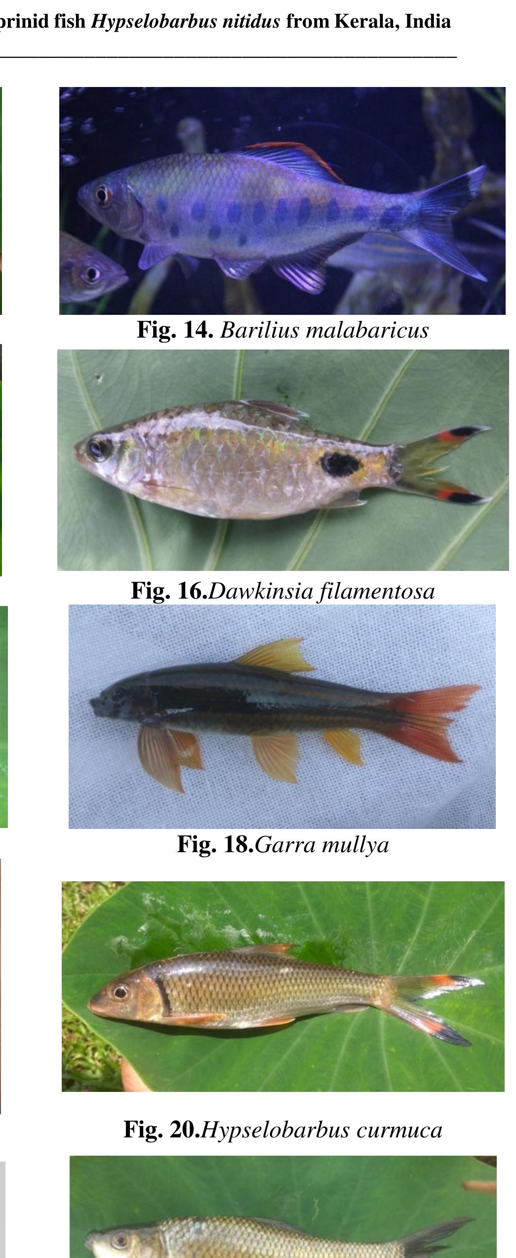 different-types-of-fishes-in-kerala