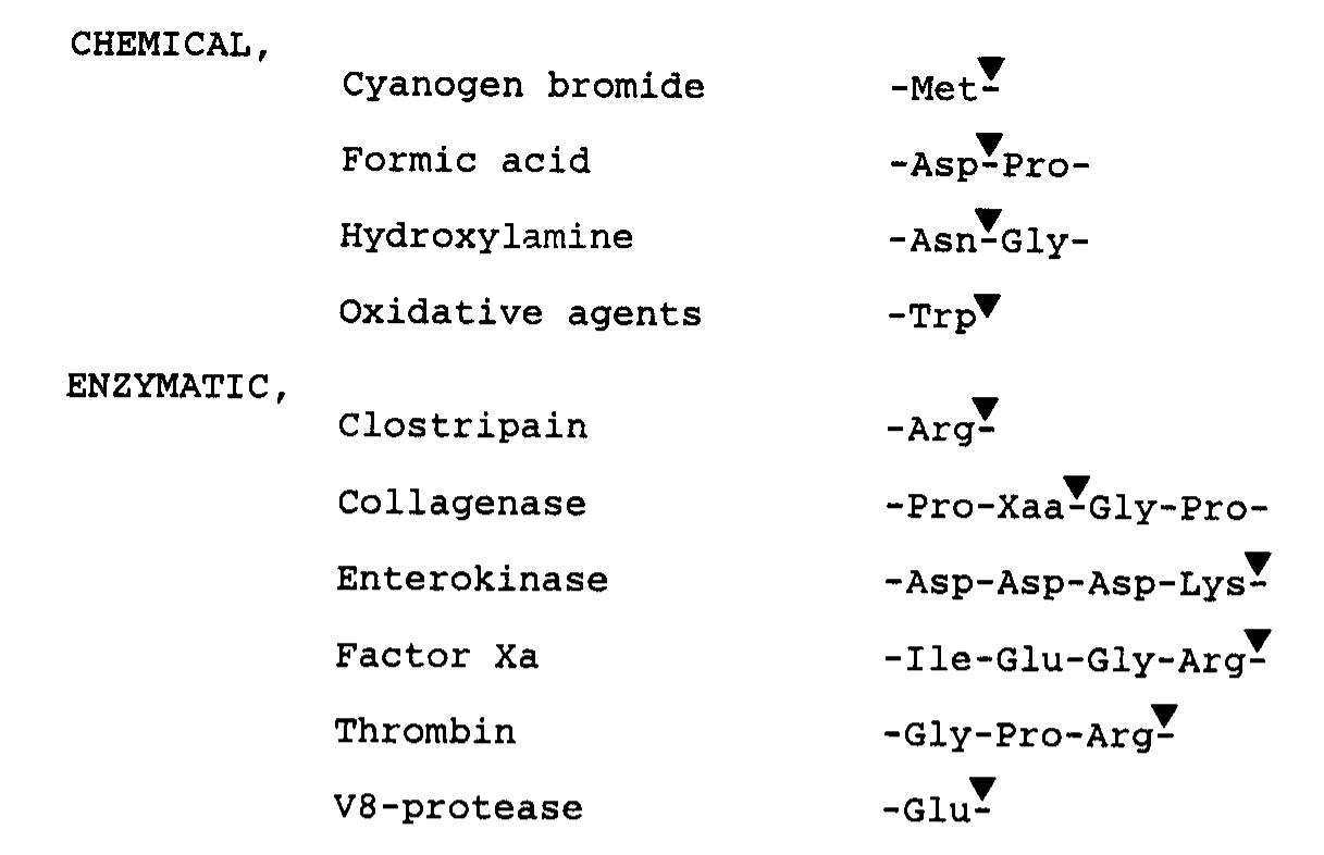 Schematic drawing of the fusion proteins that were made in