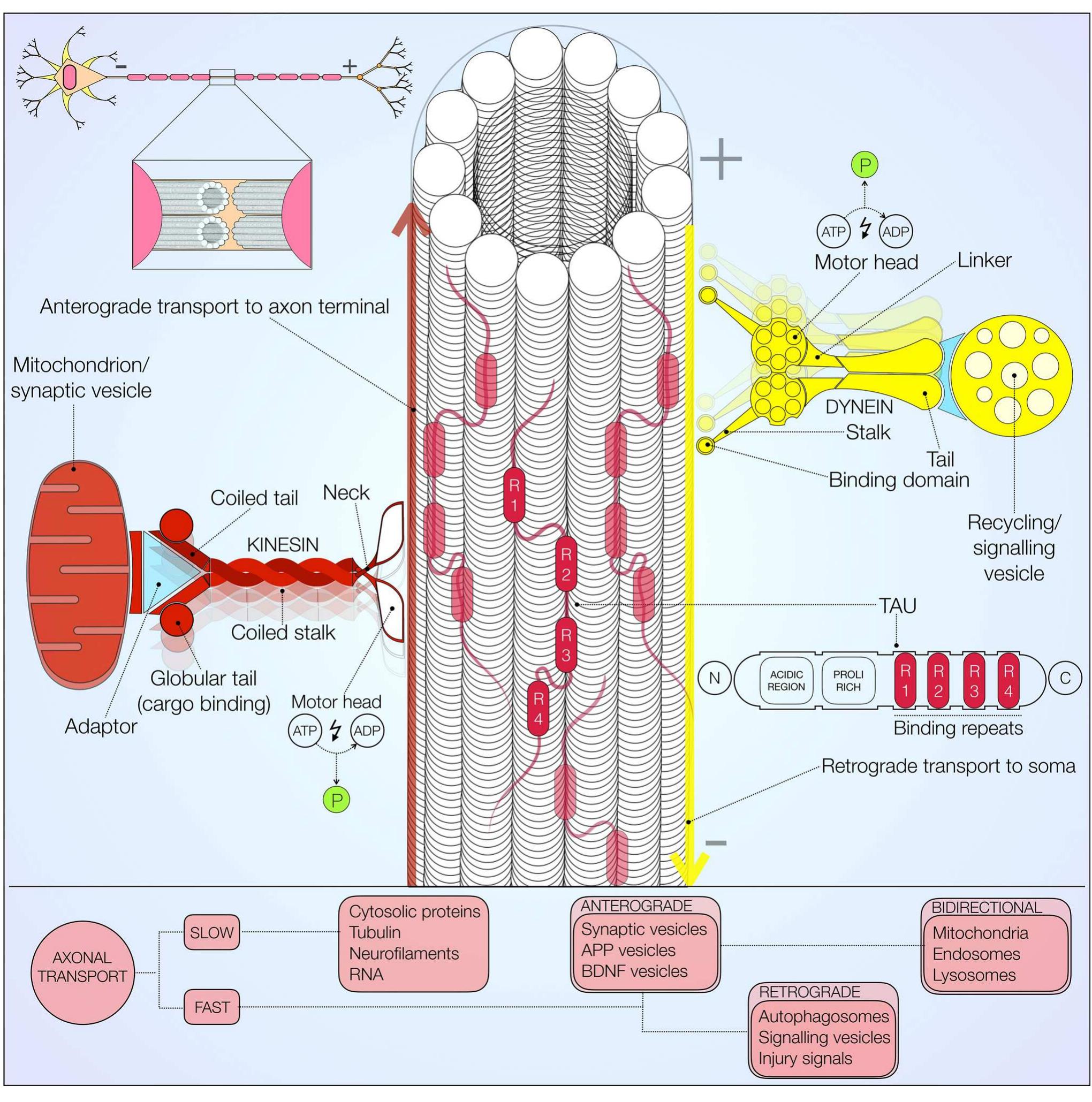 (PDF) Back to the tubule: microtubule dynamics in Parkinson’s disease