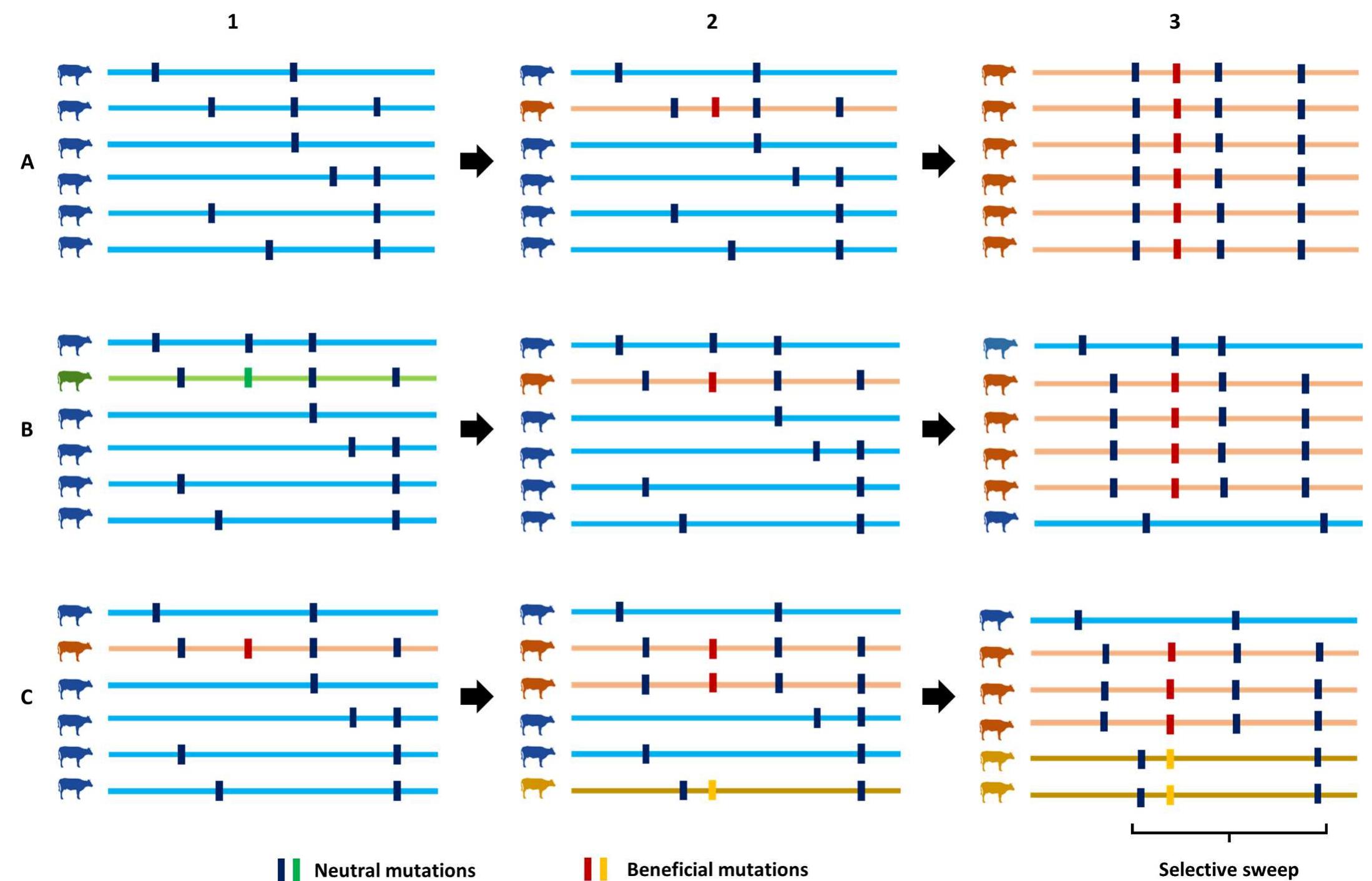 Soft Mutation (PDF) Selection signatures in livestock genome: A review of concepts ...