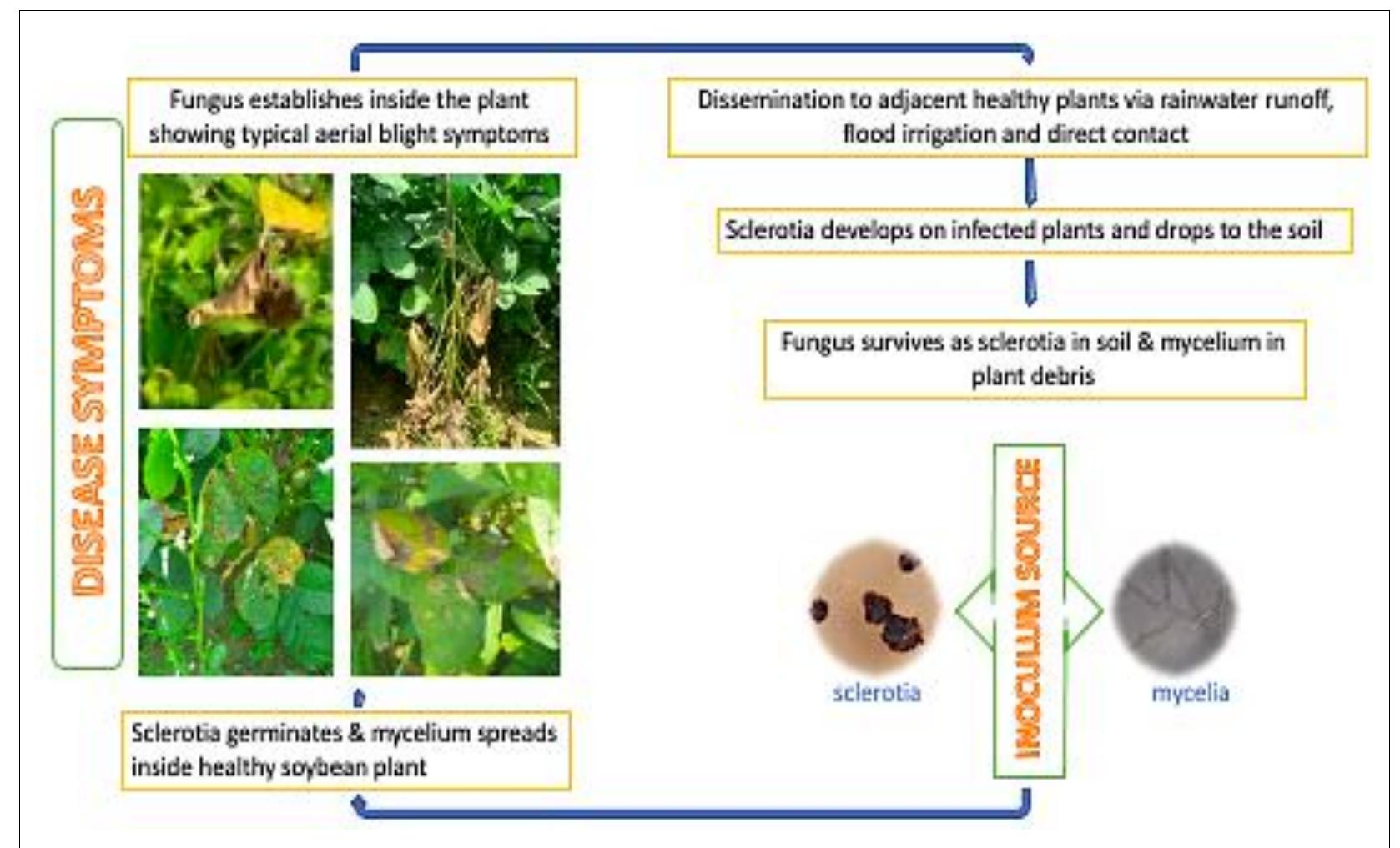 (PDF) Rhizoctonia Aerial Blight of Soybean, its Prevalence and ...