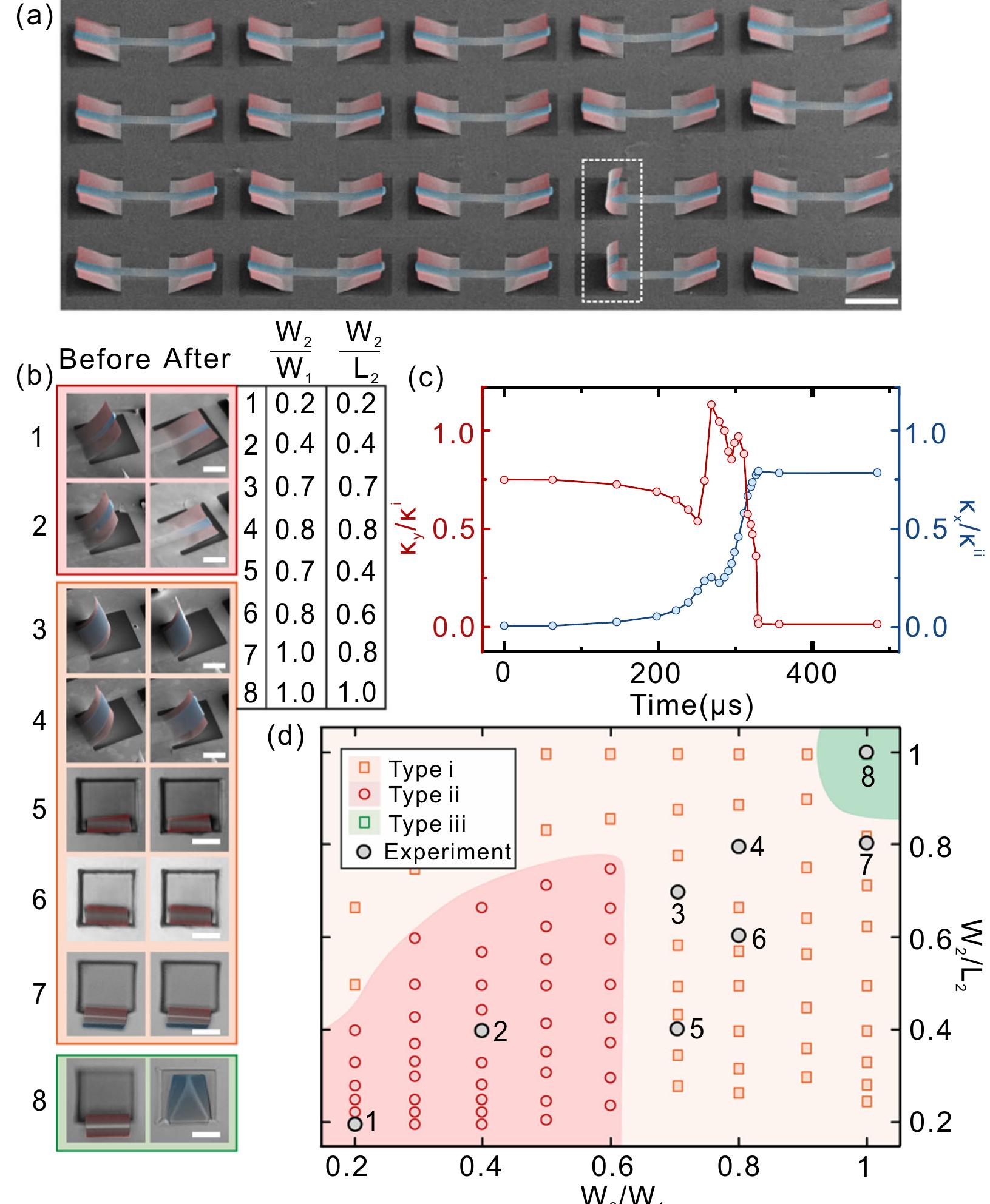 Gaussian-preserved shape morphing in plants and man-made