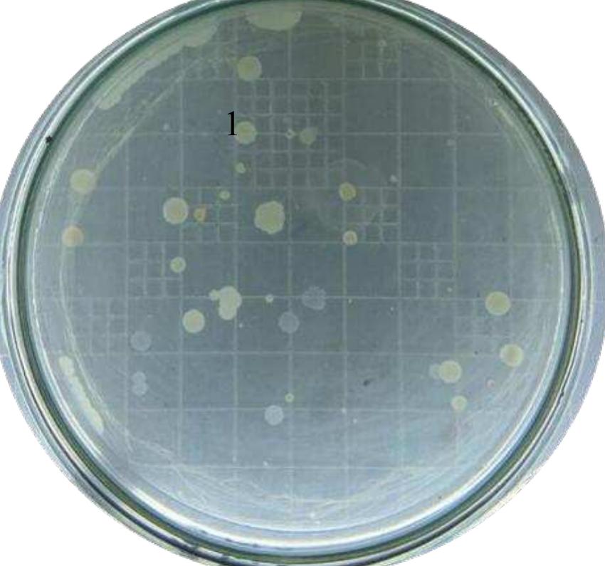 (PDF) Microbial Isolation from Gastrointestinal Tract of Catfish ...