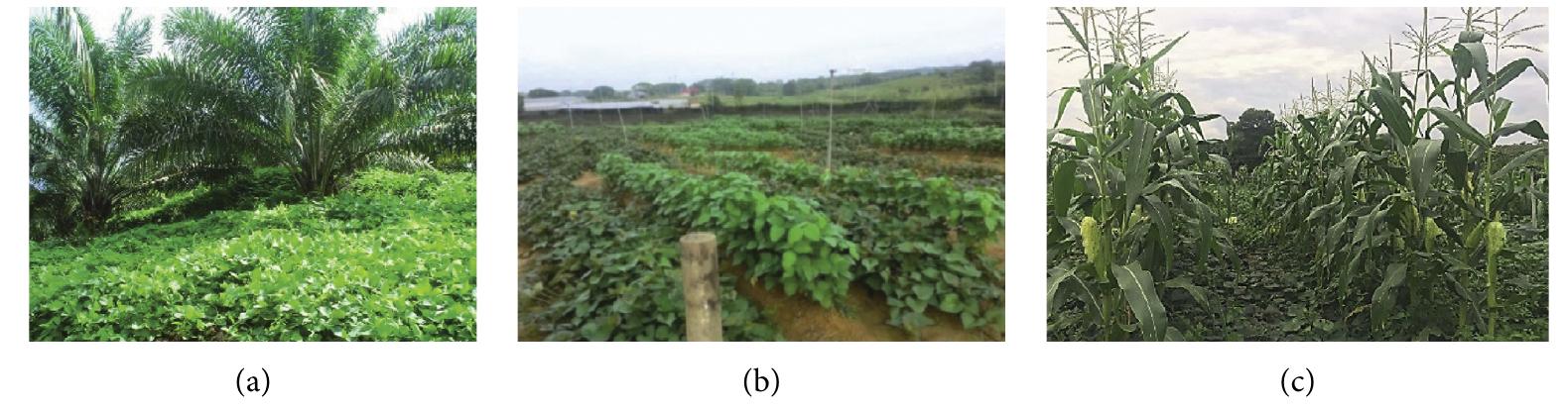 (PDF) Radiation Dynamics on Crop Productivity in Different Cropping Systems