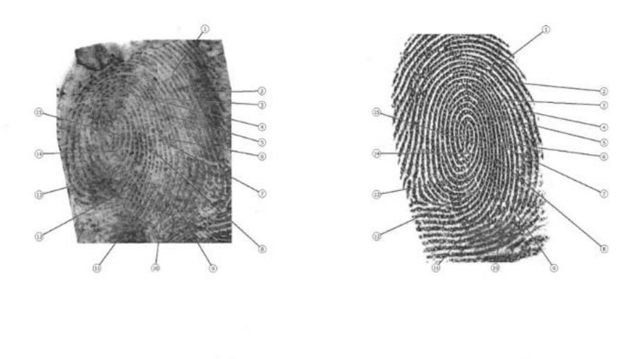 Types Of Fingerprints Latent Patent Plastic