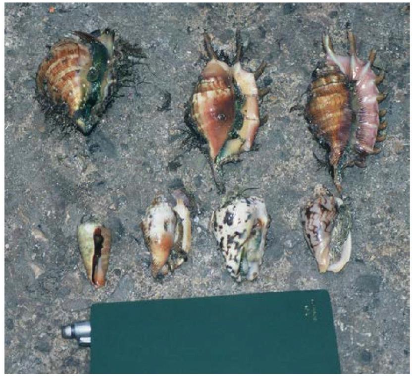 (PDF) Collecting Common Spider Conch (Lambis lambis) in Mactan Island ...