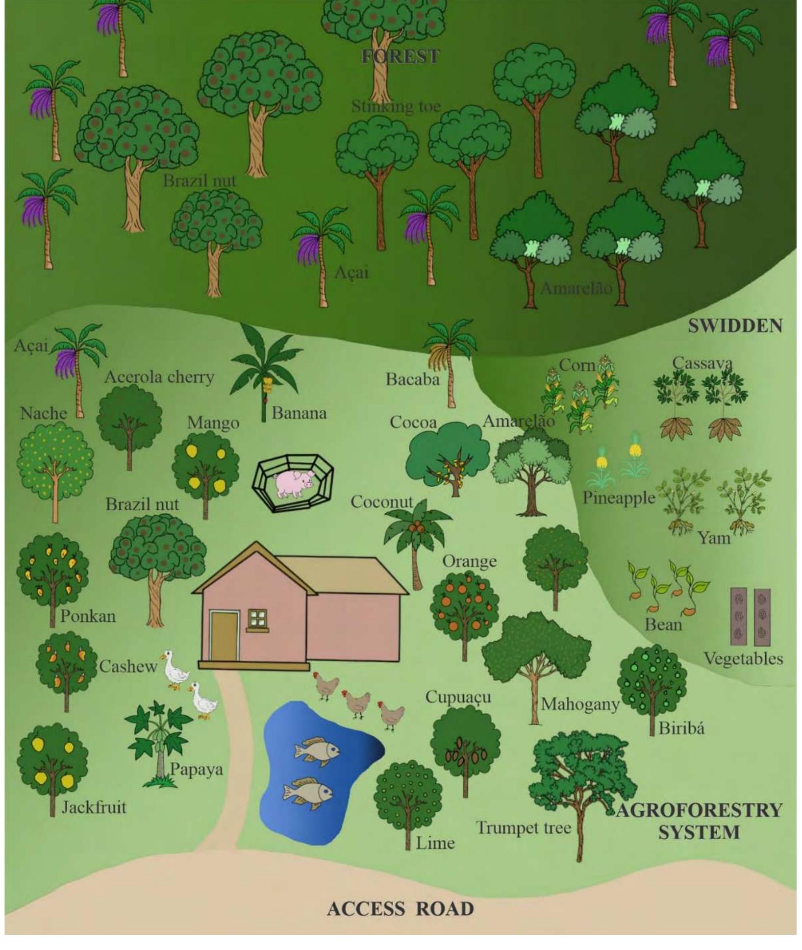 Figure 2. A diagram of the organization of production systems (the forest, swidden and agroforestry system) developed by family farmers in the area covered by the Porto Seguro Sustainable Development Project (Maraba, PA, Brazil).  In the forestry area, only eight species (12.1%) were mentioned, being directly related to local knowledge about the use of these resources (shade, wood, food). Despite the recognized diversity in the forest area of the settlement, only the species mentioned by the farmers were kept in this study. In the swidden were 14 species (21.3%), and in the agroforestry homegardens, 44 (66.6%). Some species appear in more than one space (Table 1). 