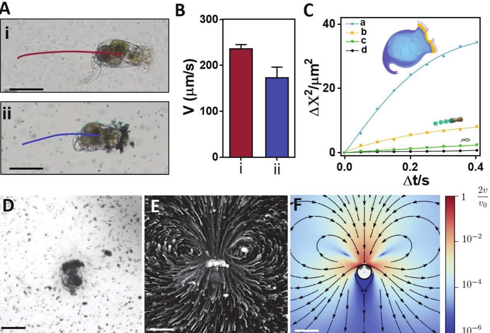 Ines Roti (PDF) Rotibot: Use of Rotifers as Self‐Propelling Biohybrid Microcleaners