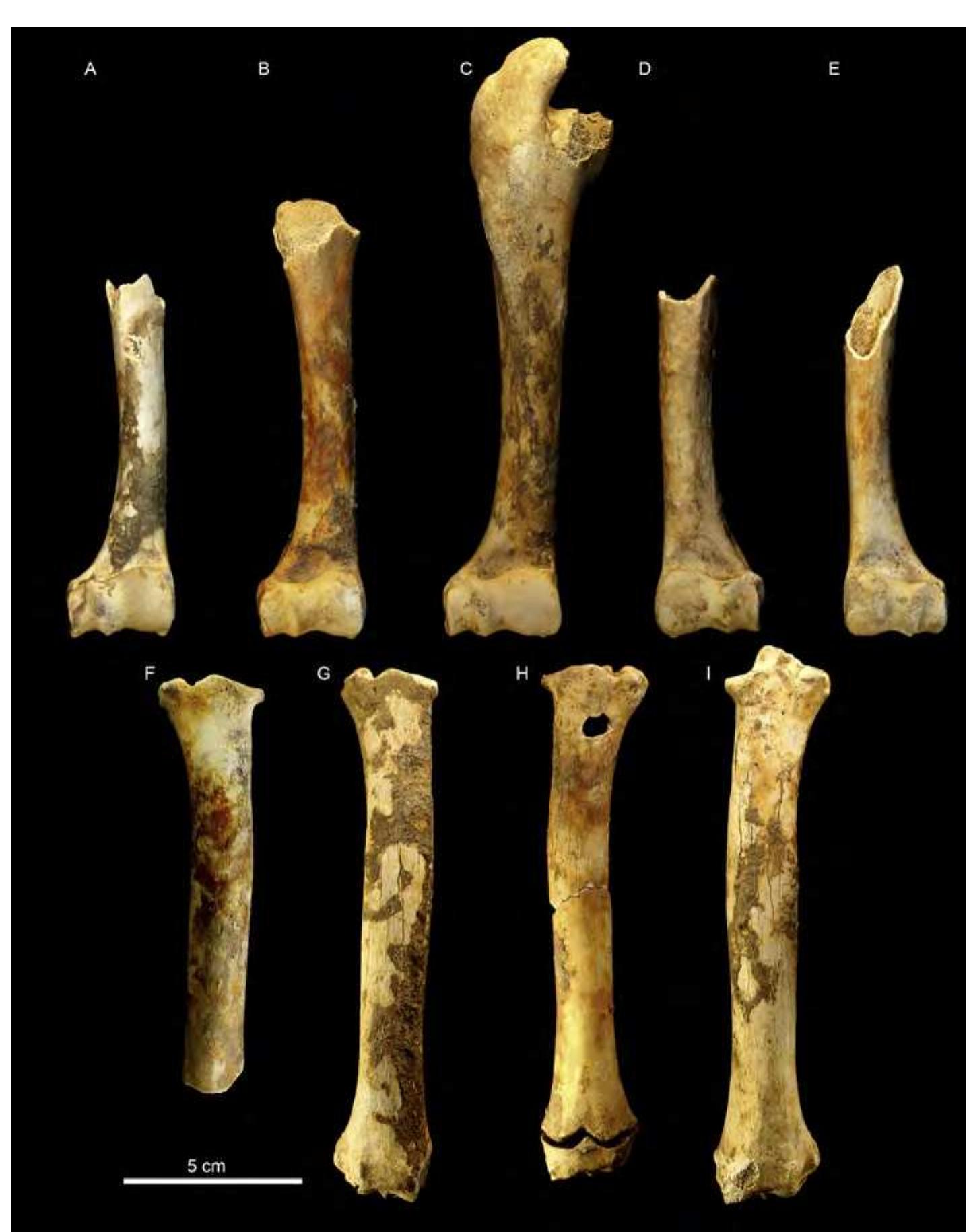 (PDF) Los Batanes: A trap for the Pyrenean wild goat during the Late ...