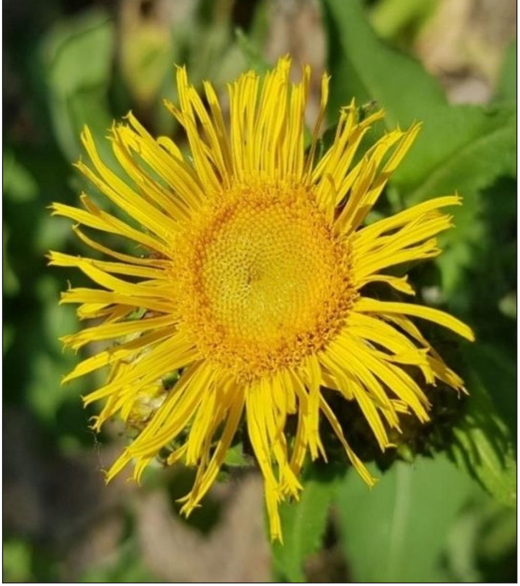 (PDF) Pharmacognostical, Physicochemical and Phytochemical Evaluation ...