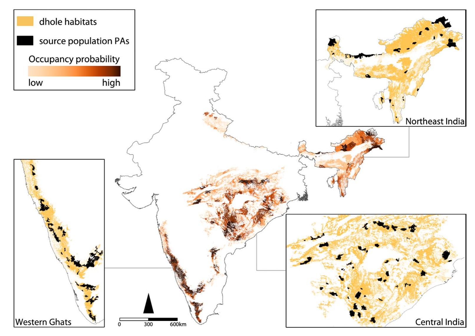 (PDF) A strategic road map for conserving the Endangered dhole Cuon ...