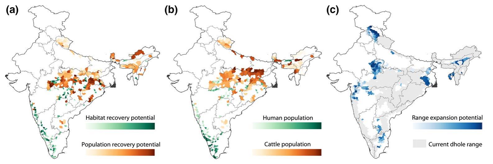 (PDF) A strategic road map for conserving the Endangered dhole Cuon ...