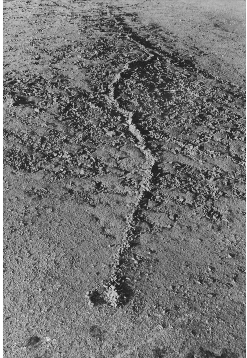 Fig. 5. Representative example of a rock wall and blind at the Olson site. Wall ends at a hunting blind in the intercept area. For scale, the blind is ~2.5 m in diameter. Modern game trail visible (the light colored diagonal line in front of the blind). View to the southwest. Photo from the John Slay archives, Center for Mountain and Plains Archaeology, Colorado State University. 