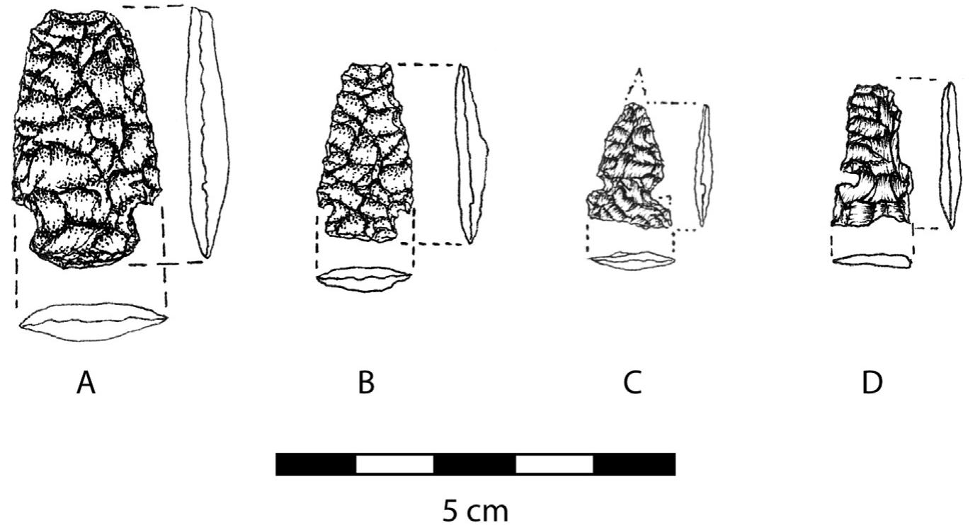 Fig. 9. Examples of diagnostic projectile points recovered from the Olson site. (A) Early Archaic “Mount Albion” dart point, (B) Early Ceramic “Hogback corner-notched” arrow point, (C) Middle/Late Ceramic “Plains side-notched” arrow point, (D), Late Ceramic/Protohistoric “Plains tri-notched” arrow point. Illustrations by Tyson Arnold.  Based on the number of identified specimens (n = 15), the site yielded a single bighorn sheep and a marmot. However, given that  Faunal remains have yet to be recovered from the kill or pro- cessing areas of any other alpine game drive in Colorado. The Sawtooth drive yielded mule deer bone from hunting blinds (Cassells, 1995, 2000), but like the Olson site, the association be- tween the blind and the actual kill is unknown. Blood residue analysis of projectile points from Sawtooth suggested that prong- horn were hunted with at least one projectile point from the site; Cassells suggests that the pronghorn blood was deposited on the point from an earlier (and lower elevation) hunting episode and that the point was simply re-used. Of the possible big game species hunted at these high altitude sites (bighorn sheep, elk, deer, even bison), pronghorn seems the most unlikely. A small bone 