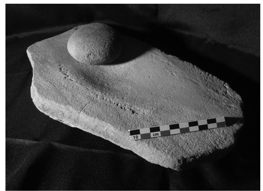 Fig. 10. Handstone (H1) and basin metate (N1) from the Olson ground stone locale sampled for pollen, phytolith, and starch analysis. 