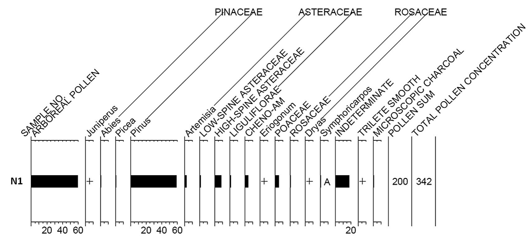 Fig. 12. Pollen results from basin netherstone (N1), Olson site Data from Yost and Cummings (2011).  The Olson site contains three important feature classes (cairns, walls, blinds) and four activity areas (gathering basin, intercept, pinnacle, and ground stone locales) related to the function of the site (Fig. 14). While the prehistoric record was undoubtedly more complex, the following narrative serves to illustrate our inter- pretation of the Olson site considering these seven characteristics. Interpretations are based on animal behavior (Geist, 1971), simi- larities to other hunting sites in the Colorado Front Range (Benedict, 1975a, 1985, 1996, 2002; Cassells, 2000), and ethnographic ac- counts of hunting sites in the Northern Plains and Arctic (cf., Davis and Reeves, 1990; Driver, 1990; Benedict, 2005; Brink, 2005, 2008).  From the pinnacle of the site, hunters prepared tools during downtime and watched for signs from scouts located to the west and upwind from the drive. Small hearths were built on the floors of blinds, warming inhabitants at this hunting stand (Binford, 1978). Nearby at the ground stone locale, other task groups were processing alpine plant foods or perhaps instead processing foods derived from adjacent lowland areas. As animals moved east and into the grazing area, distant hunters began to haze the animals, thereby initiating the drive itself (Benedict, 2005; Brink, 2008). 