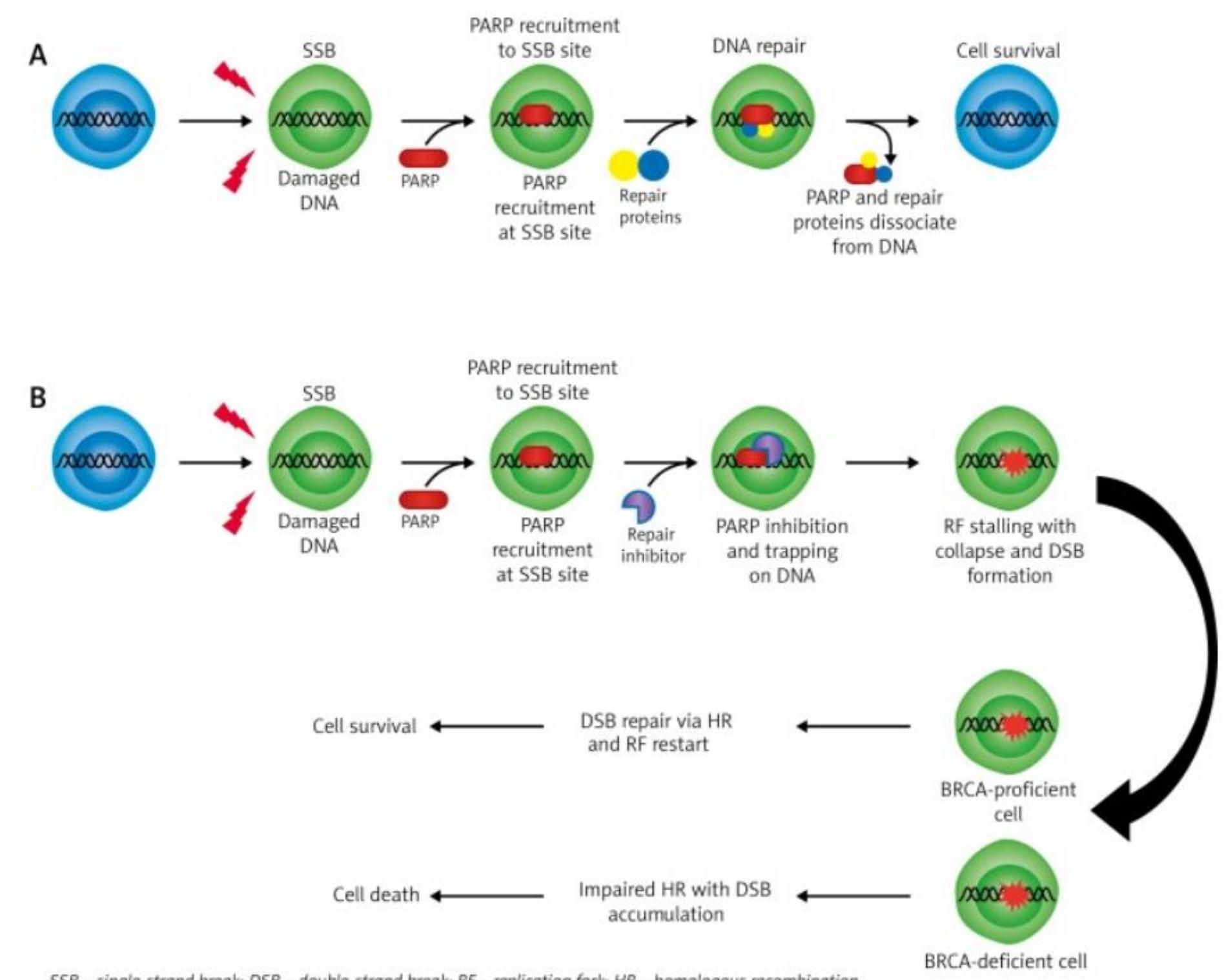 Schematic representation of synthetic lethality and parp