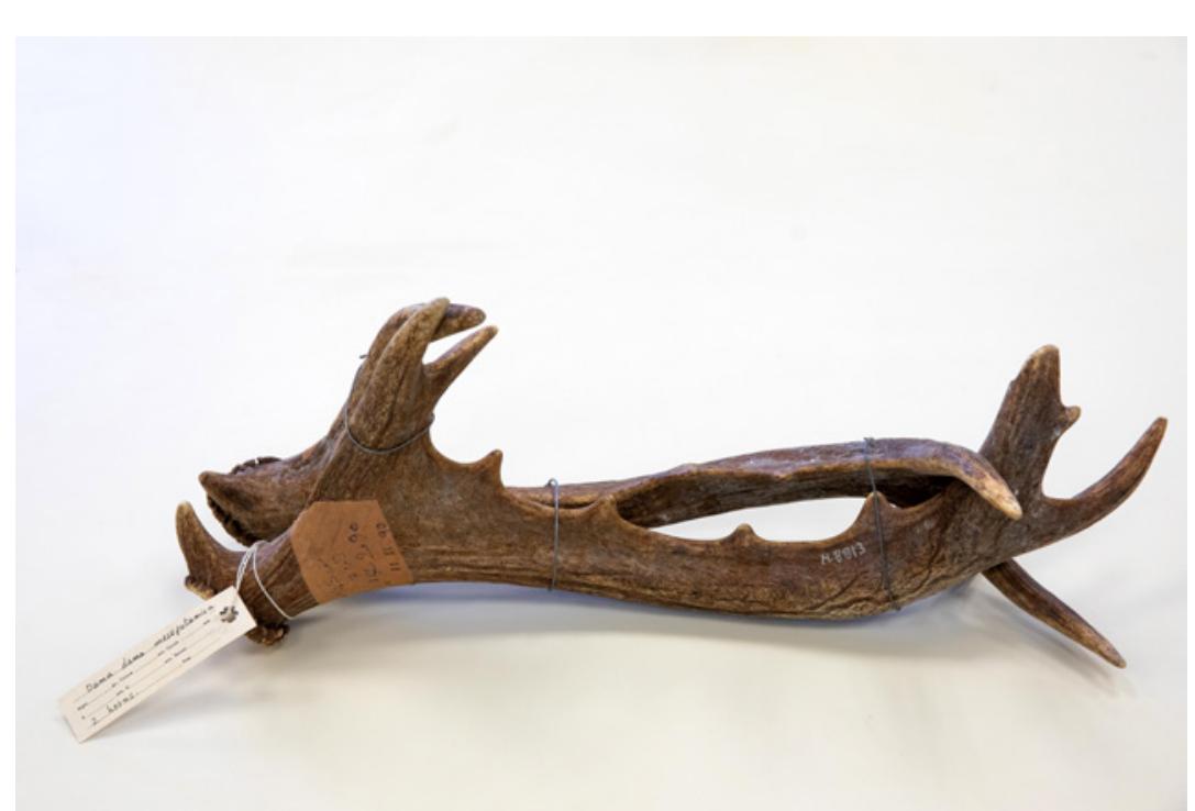 2 88 Always a Hunter: The Role of Wild Animals during the Late Bronze and Iron Ages of the Southern Levant 