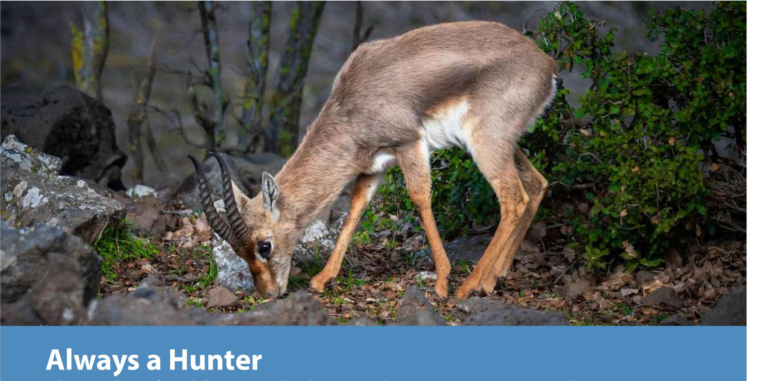 hile early prehistoric peoples relied on hunting wila  animals and collecting wild plants for survival,  people of the last approximately ten thousand years did not need to continue counting on these resources. Following the domestication of livestock animals in the early Neolithic, wild animals’ frequencies in assemblages gradually decreasea until they were replaced with raising, exploiting, and consum- ing fully domesticated animals (Horwitz et al. 1999; Munro et al. 2018). When we reach the second millennium BCE in the ancient Near East, livestock animals are the dominant meat source, and wild animals constitute a very small, supplementary, portion of the animals in most faunal assemblages. As a result, wild animals in the Late Bronze and Iron Ages in the southern Levant are not extensively studied (the same is also true for later periods). Although their presence is recorded and reportea in zooarchaeological studies, they often receive rather limitea attention compared to the livestock animals and are sometimes only mentioned as ‘additional fauna” (see also Benjamin S. Arbuckle, Christine Mikeska, and Theo McLeod Kassebaum in this issue). In the few studies that consider them directly, it is in relation to the Hebrew Bible (e.g., Amar, Bouchnick, ana  Bar-Oz 2010; Fulton and Wapnish 2021).  The aim of this article is to examine in detail the role of wild animals in the lives of populations of the southern Levant during the Late Bronze-Iron Age. To this end, published data that can be attributed to specific subphases of the Late Bronze and Iron Ages were collected. Attributing to specific phases (Late Bronze I, III, Iron I Early and Late, Iron IA Early and Late, Iron IIB, and Iron JIC) allows for the environment, economic, and his- toric contexts to be taken into consideration. Previous studies of livestock husbandry have demonstrated that the local environ- ment was not the primary driving factor in these periods, and that the most important factors were probably economic moti- vation and historical events (Sapir-Hen, Gadot, and Finkelstein 2014). In this broad setting, we turn our focus to wild animals and address the question: What was their role in past societies? Was their prevalence impacted by the local environment? Can their presence be linked to economic demands, historical events, or possibly leisure time that is connected to social status?  