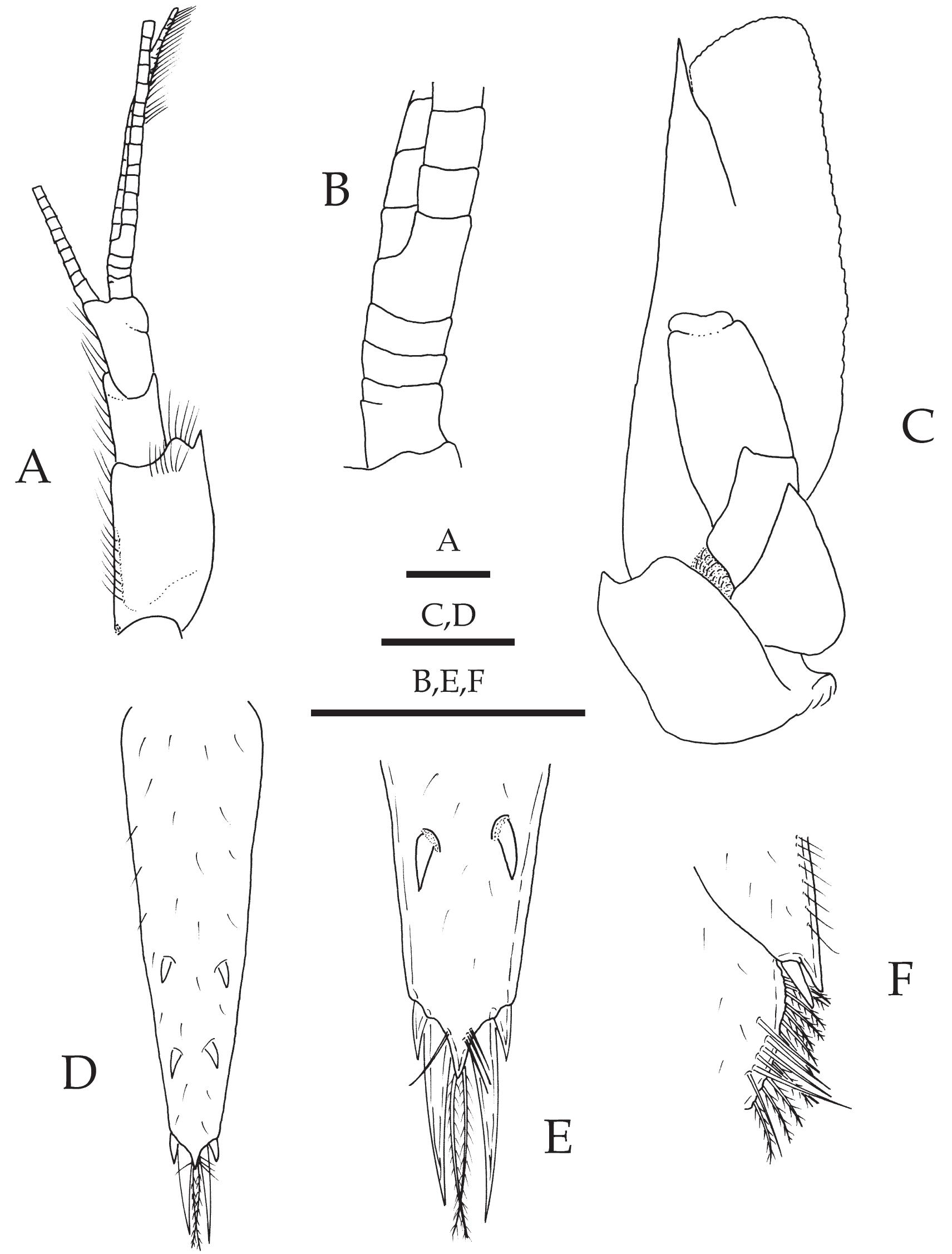 Palaemon Tree (PDF) A new species of Palaemon from Cần Giớ District, Vietnam ...