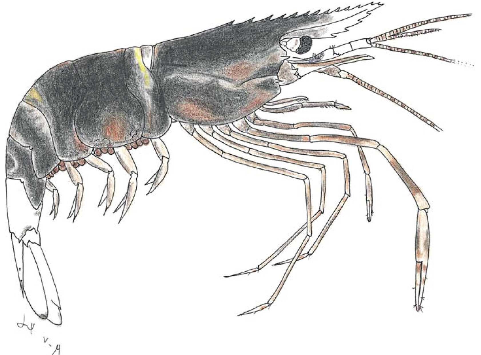 Palaemon Tree (PDF) A new species of Palaemon from Cần Giớ District, Vietnam ...