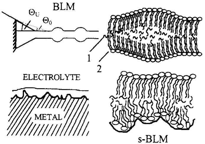 Schematic representation of the structure of blm and s-blm.