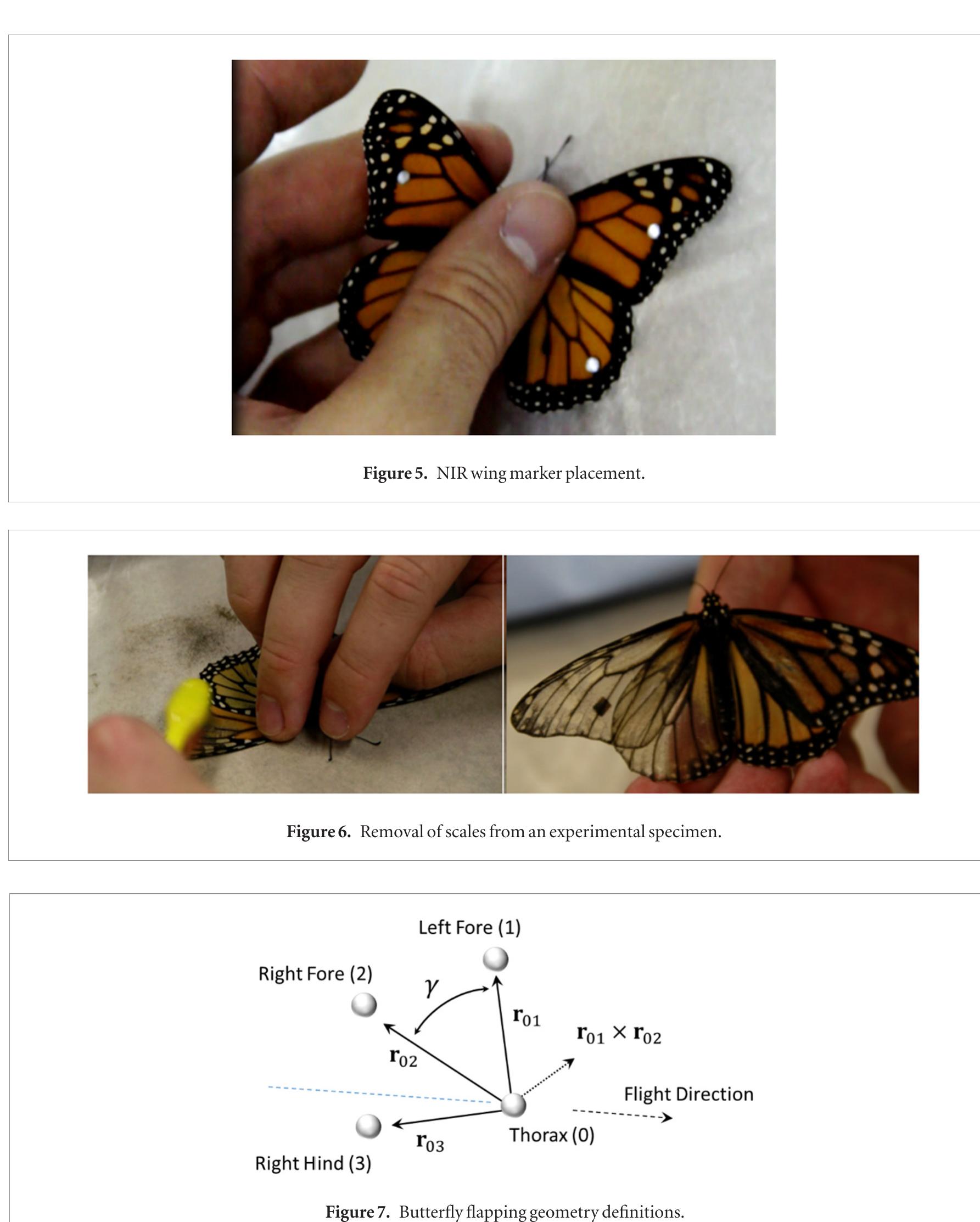 (PDF) Beneficial aerodynamic effect of wing scales on the climbing ...