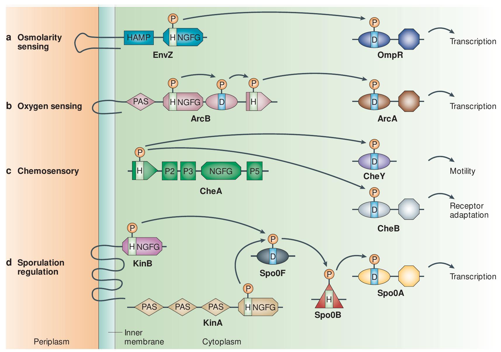 (PDF) Making sense of it all: bacterial chemotaxis