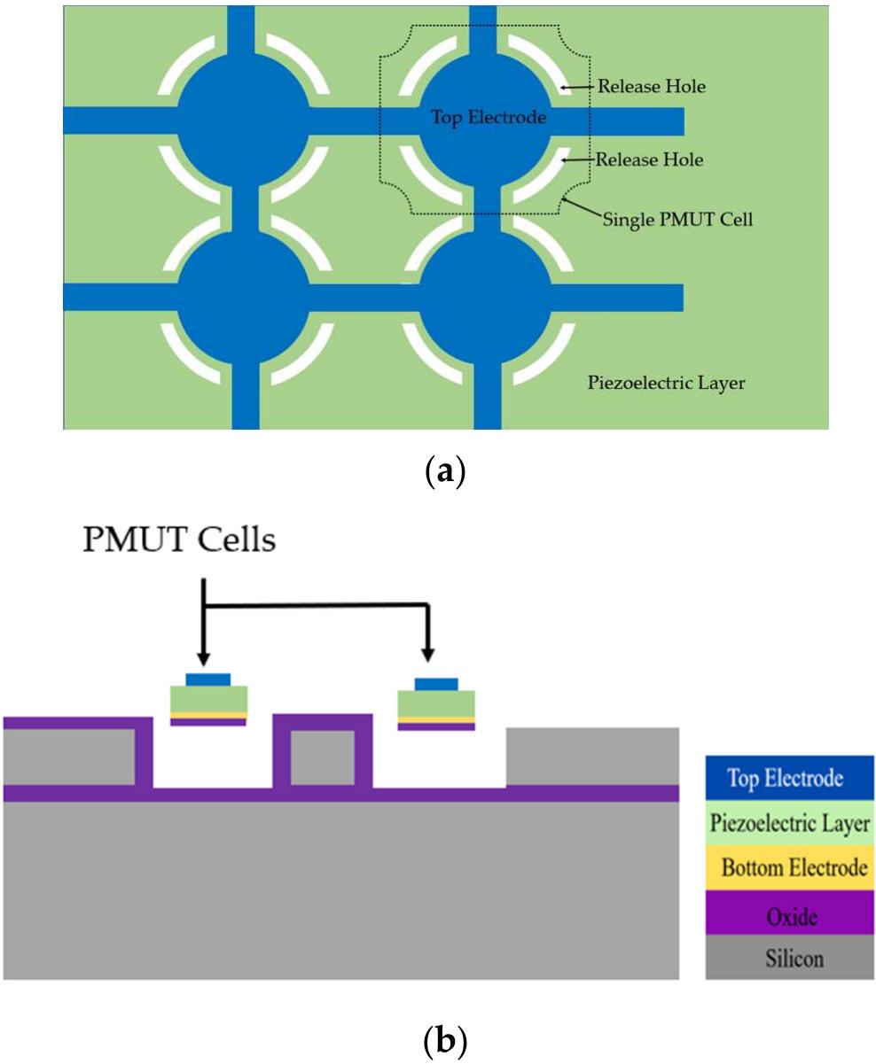 (a) top view of pmut cells with release holes on the edges,