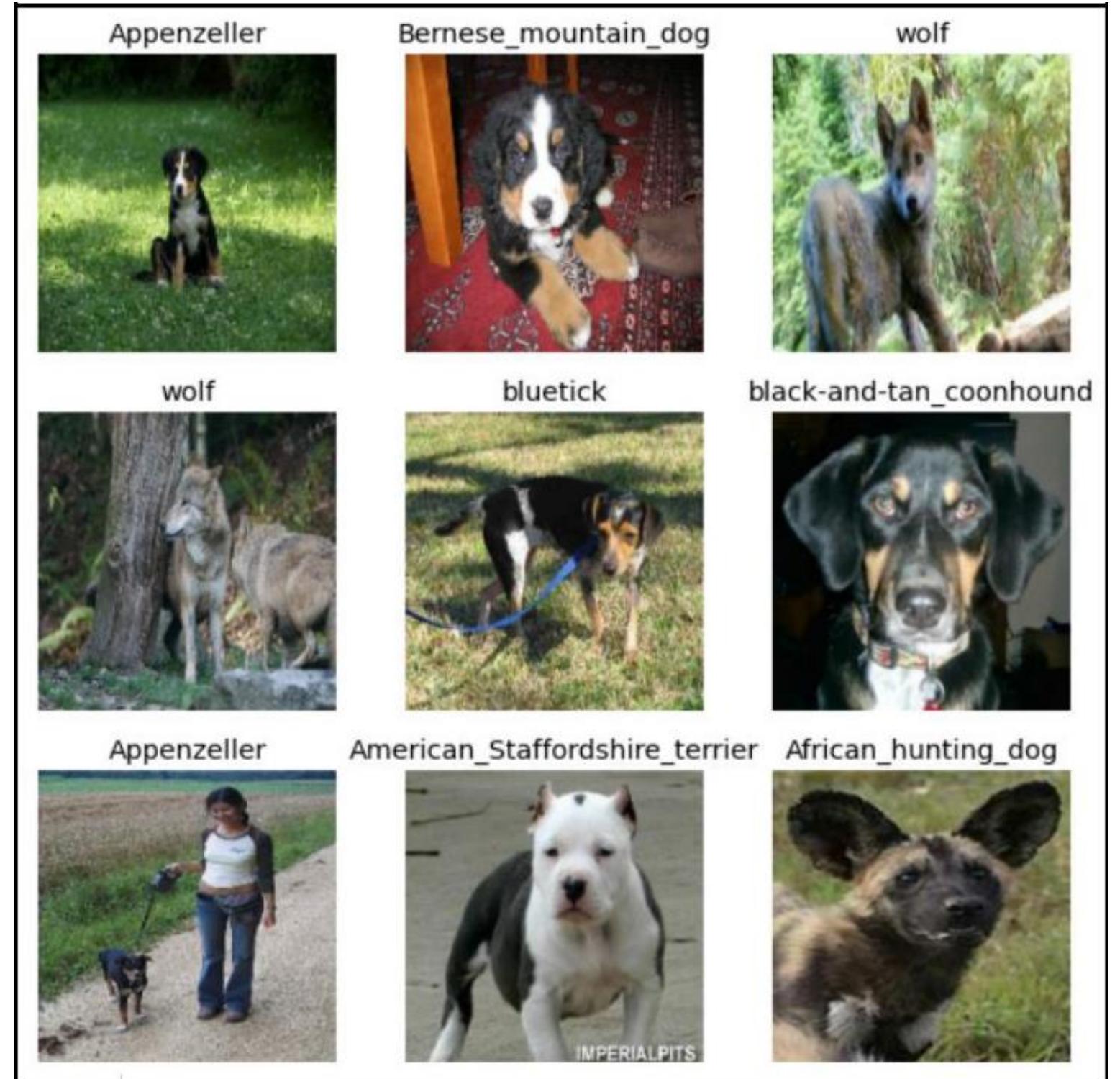 (PDF) Wolf and Dog Breed Image Classification Using Deep Learning ...