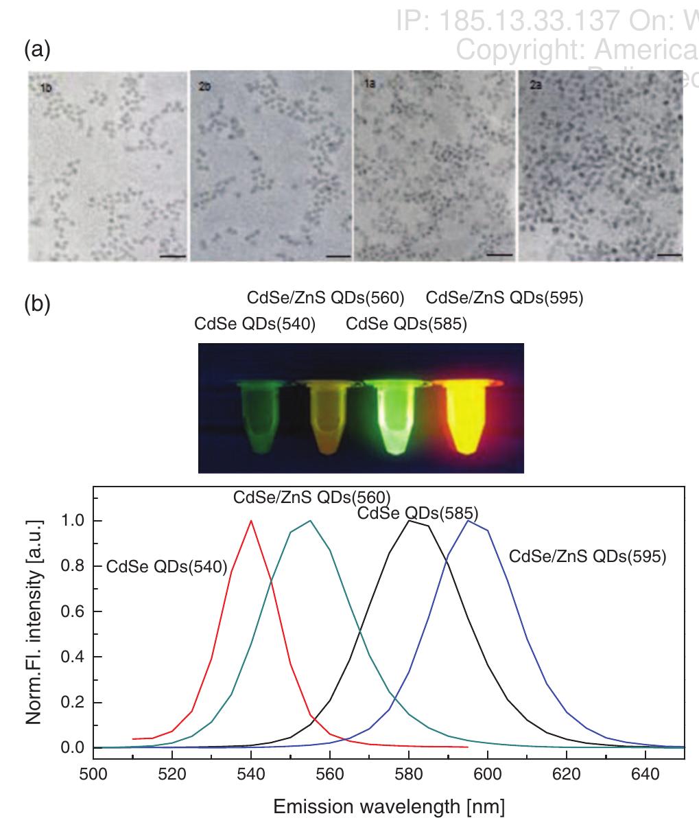 (PDF) Effects of CdSe and CdSe/ZnS Core/Shell Quantum Dots on Singlet ...