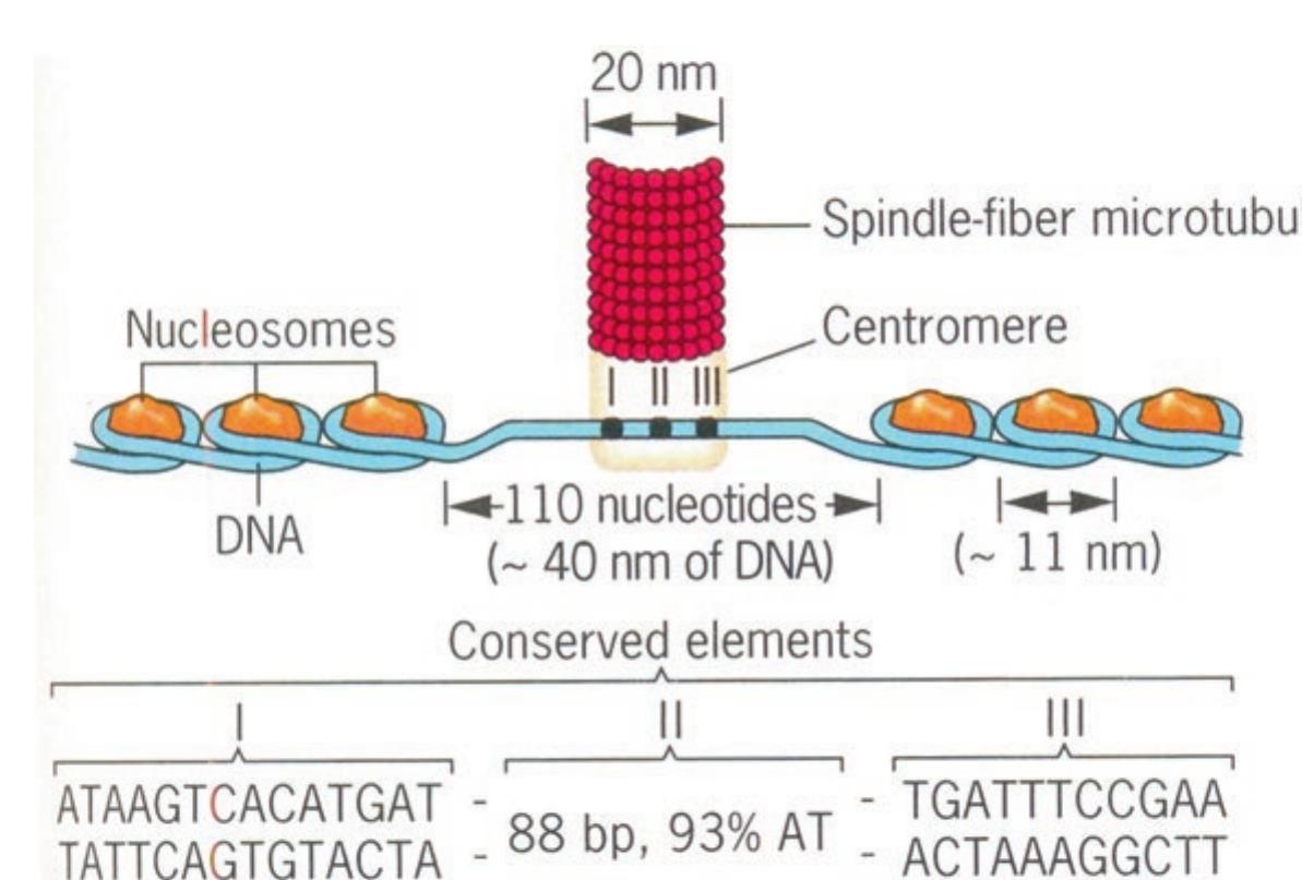 (PDF) The Chromosome, Structure and Aberrations