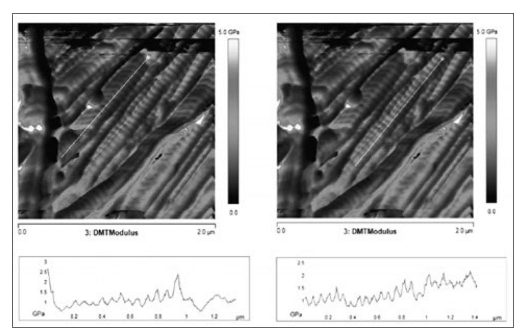 Modulus Map Afm Modulus map obtained from force-distance curves collected by