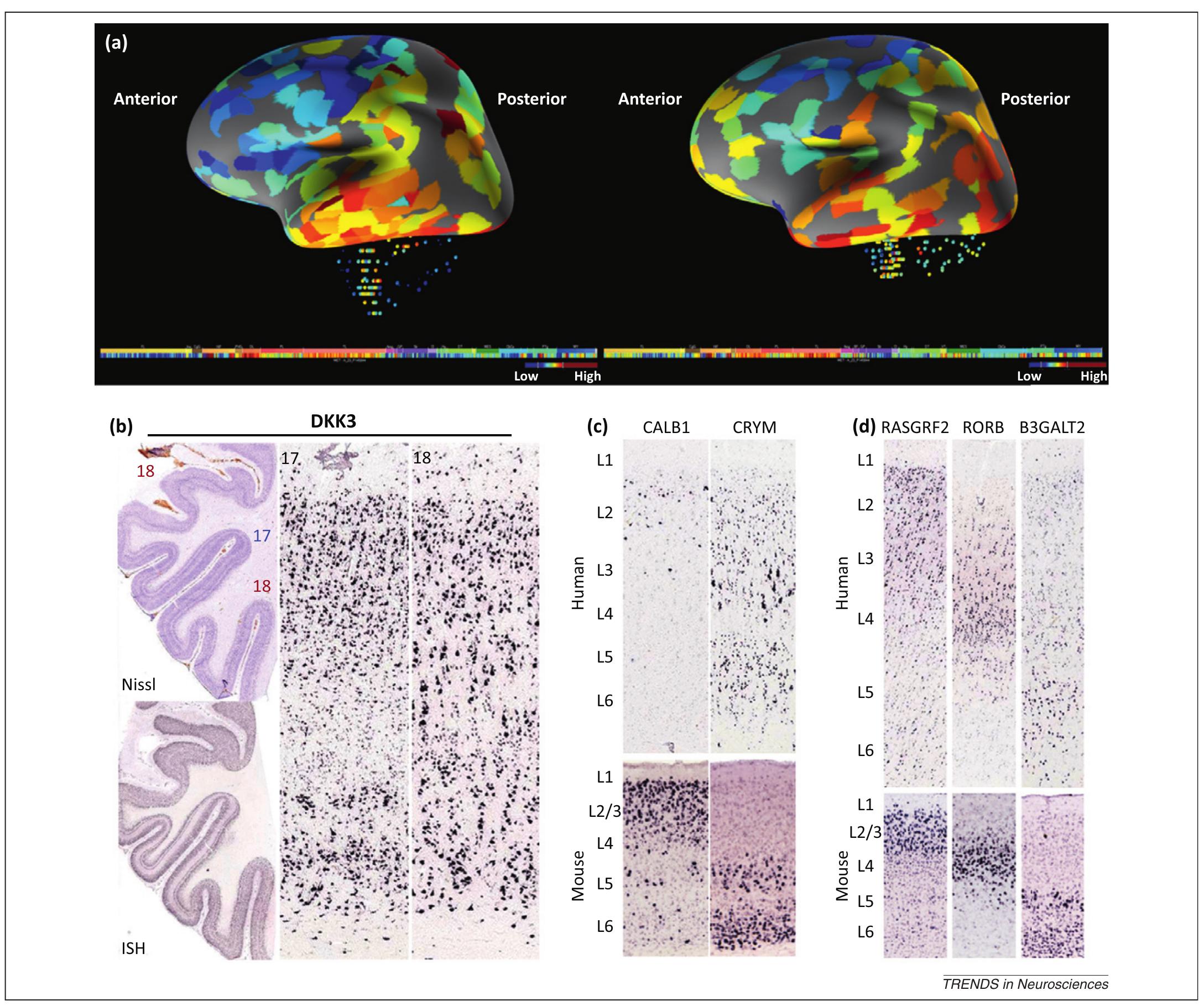(PDF) The Allen Human Brain Atlas