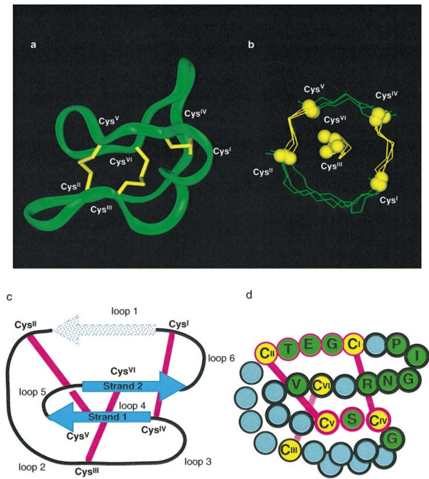 (PDF) Plant cyclotides: A unique family of cyclic and knotted proteins ...