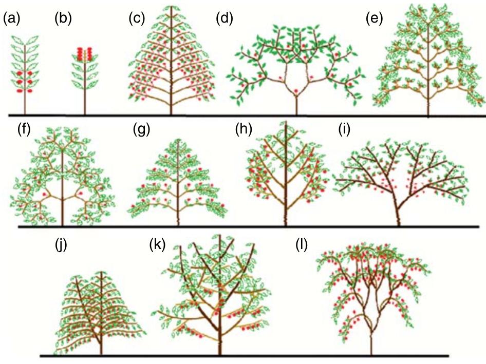 (PDF) Plant Growth Models