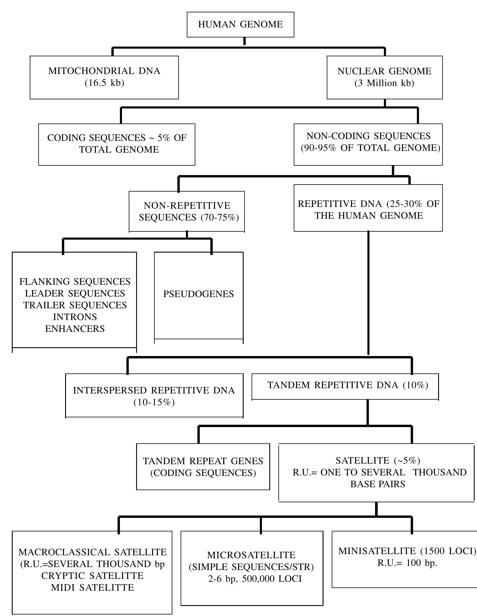 Polymorphic regions in the human genome (r.u.: repeat unit)