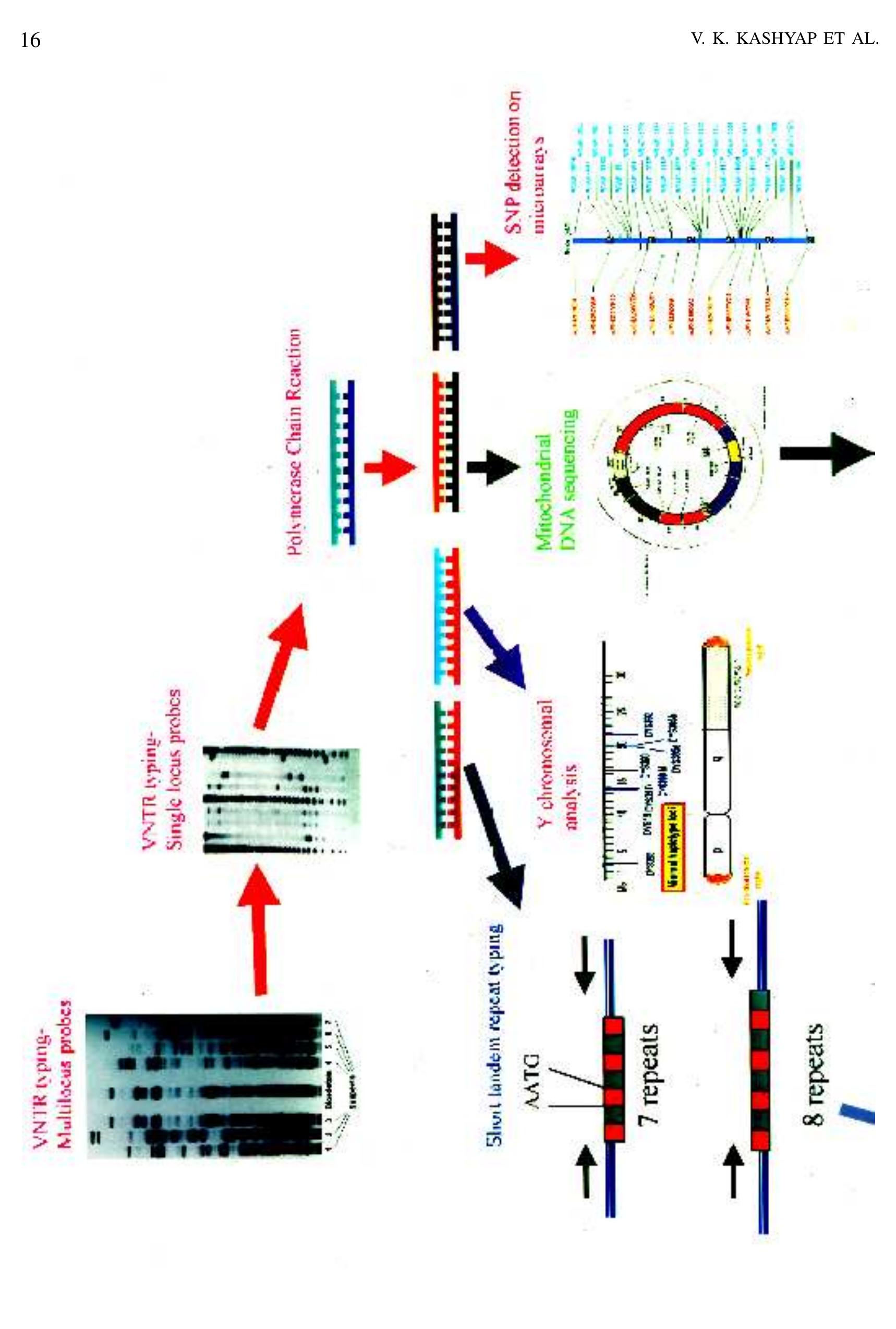 (PDF) DNA Profiling Technologies in Forensic Analysis