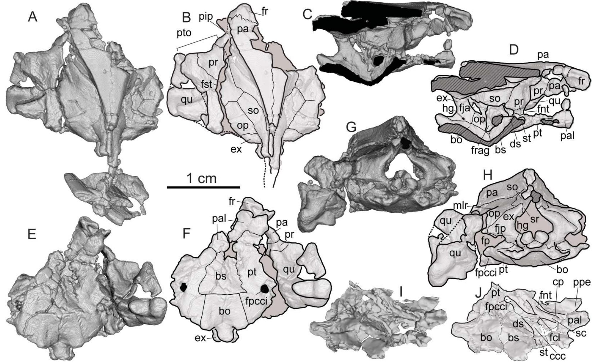 (PDF) Redescription of the skull of ‘Trionyx’ kyrgyzensis and improved ...