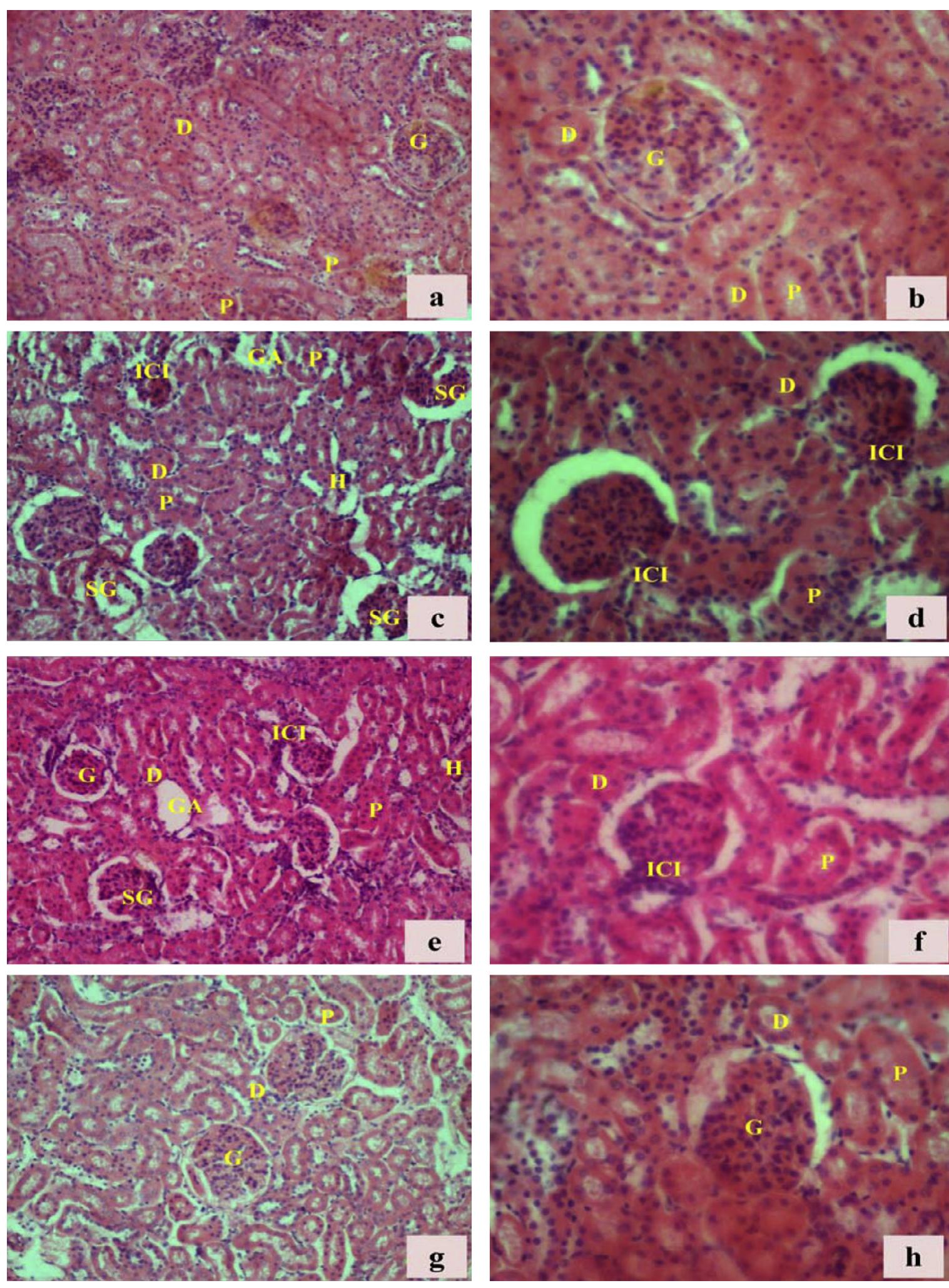 Figure 11 - from Triazophos induced oxidative stress and