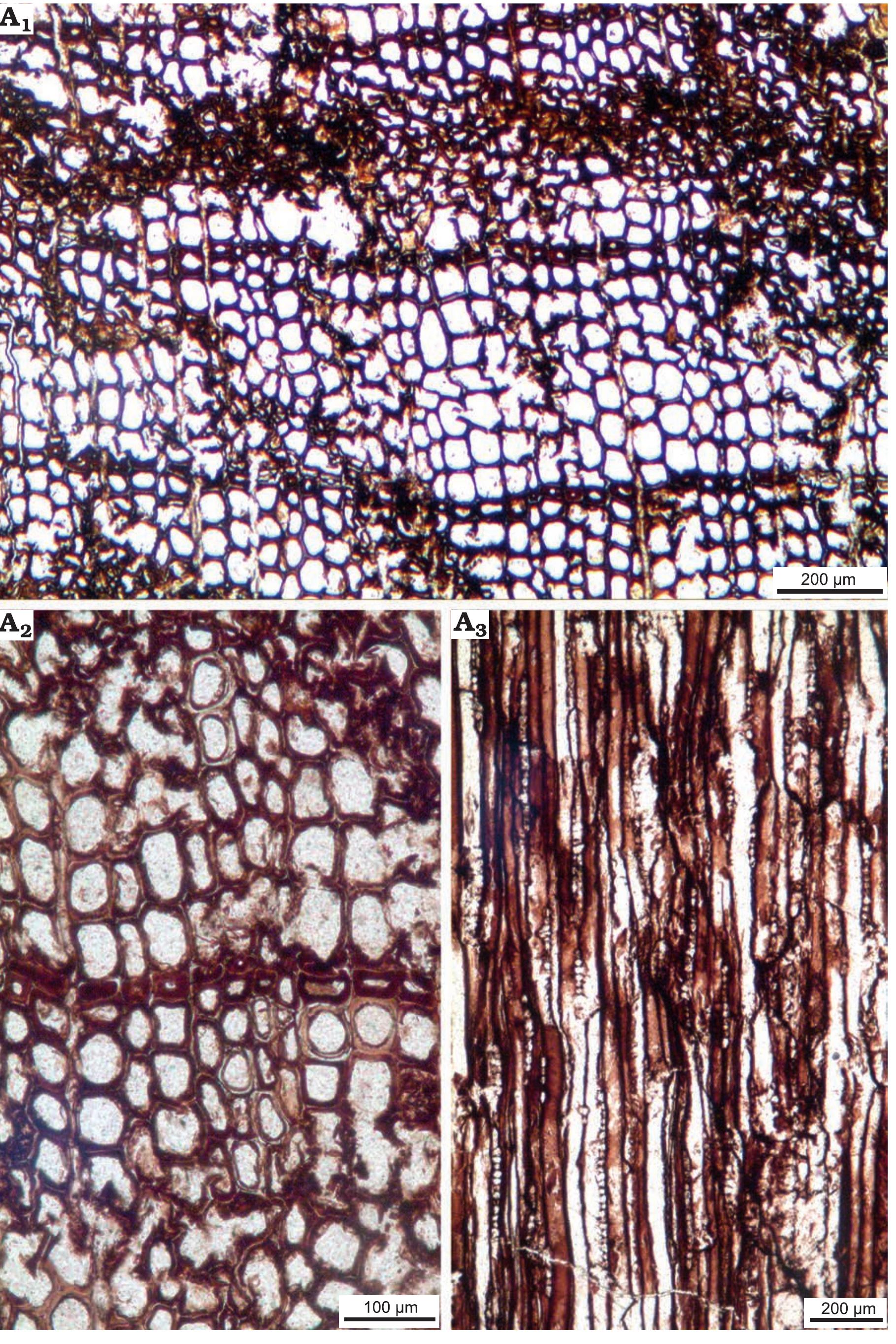(PDF) Palaeobiogeographical implications of the first fossil wood flora ...