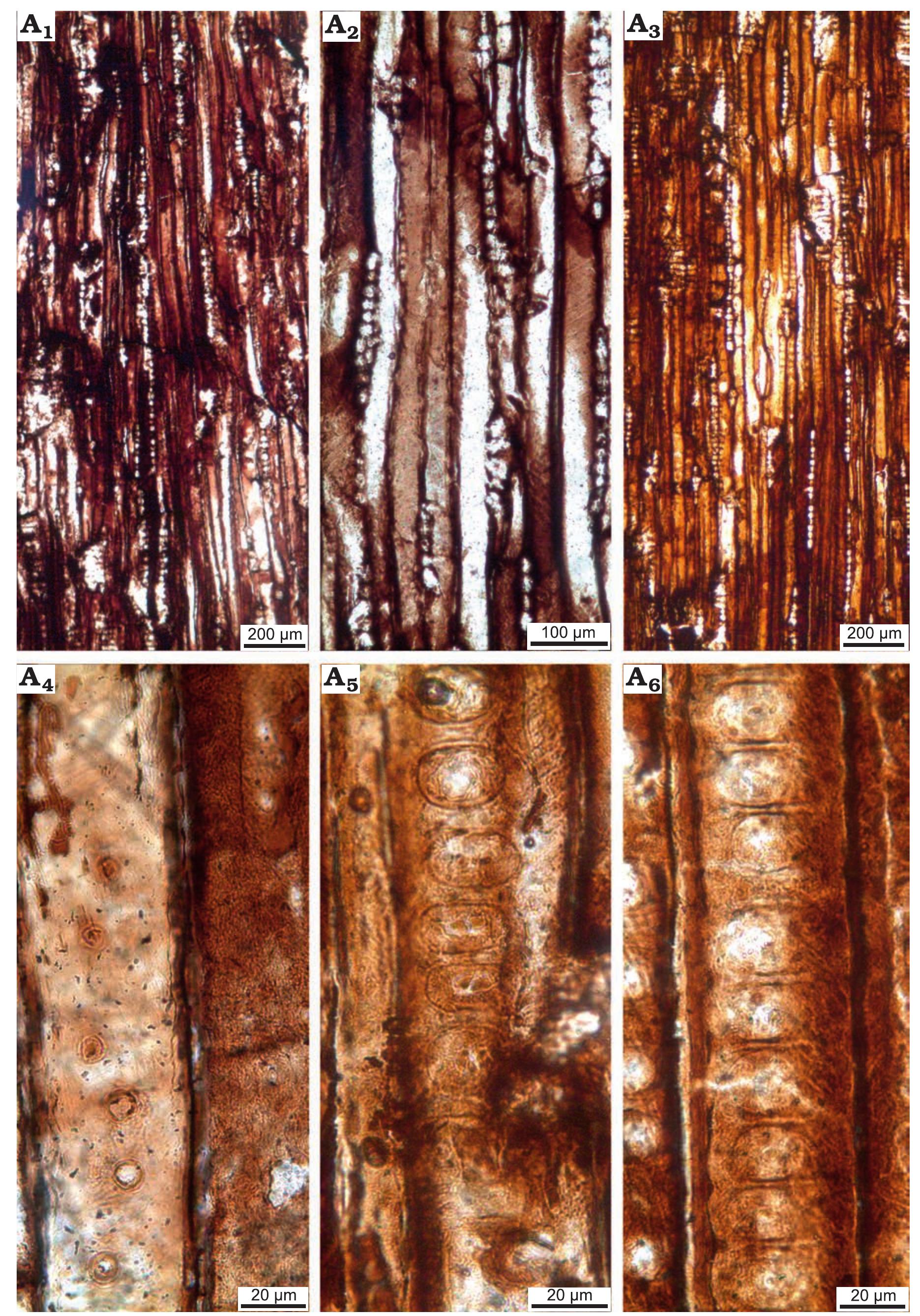 (PDF) Palaeobiogeographical implications of the first fossil wood flora ...