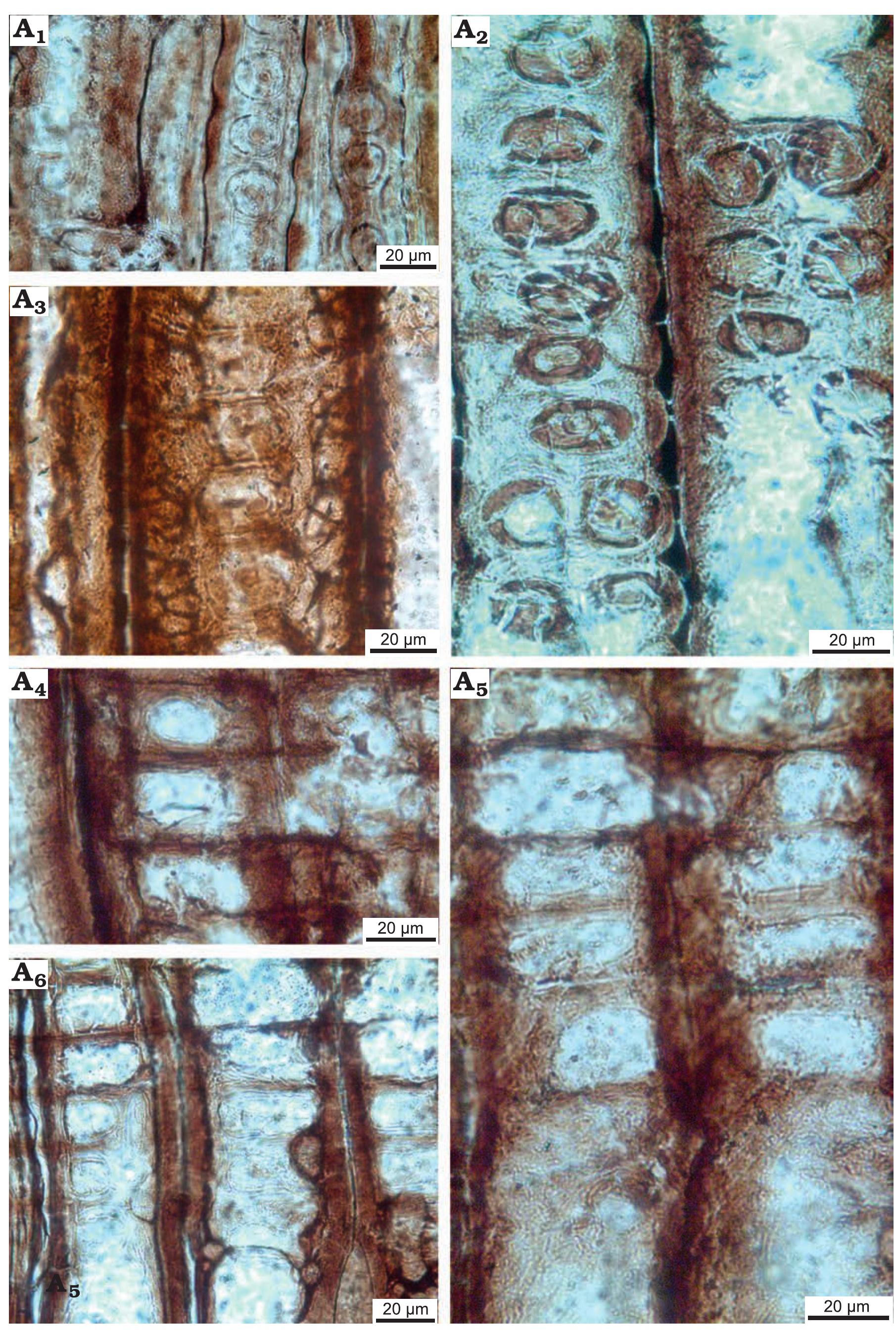 (PDF) Palaeobiogeographical implications of the first fossil wood flora ...