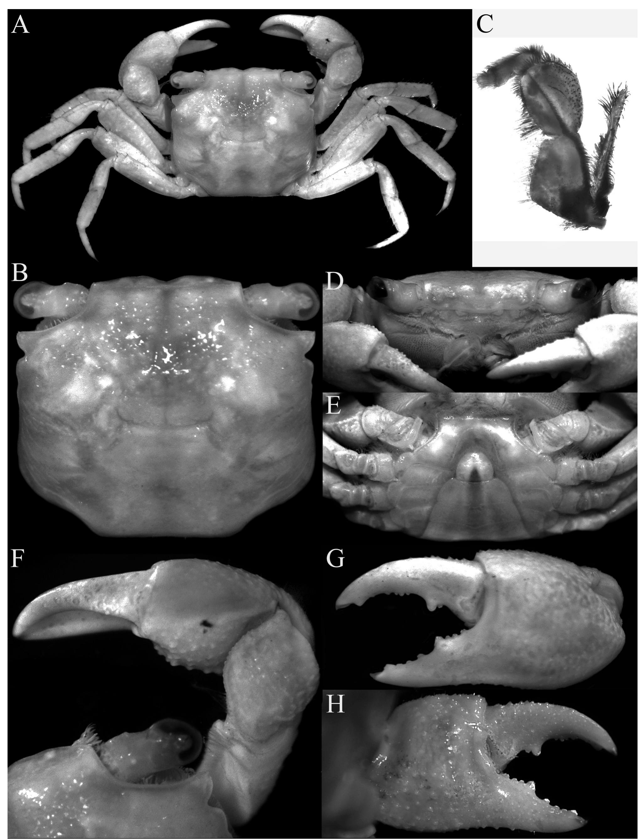 Geosesarma Pdf (PDF) Geosesarma garutense n. sp., a new species of vampire crab ...