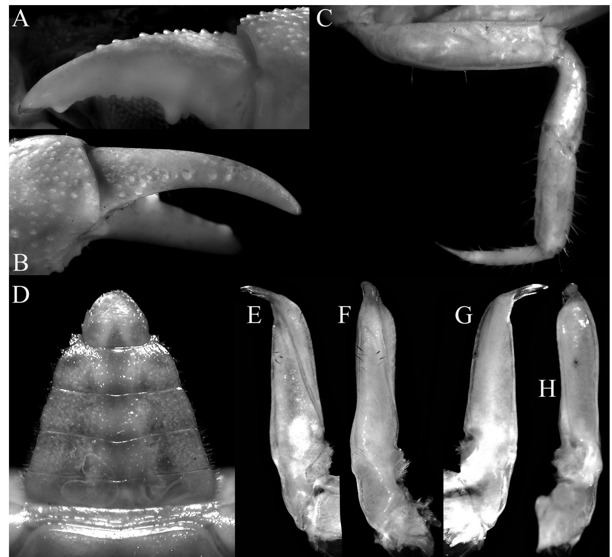 Geosesarma Pdf (PDF) Geosesarma garutense n. sp., a new species of vampire crab ...