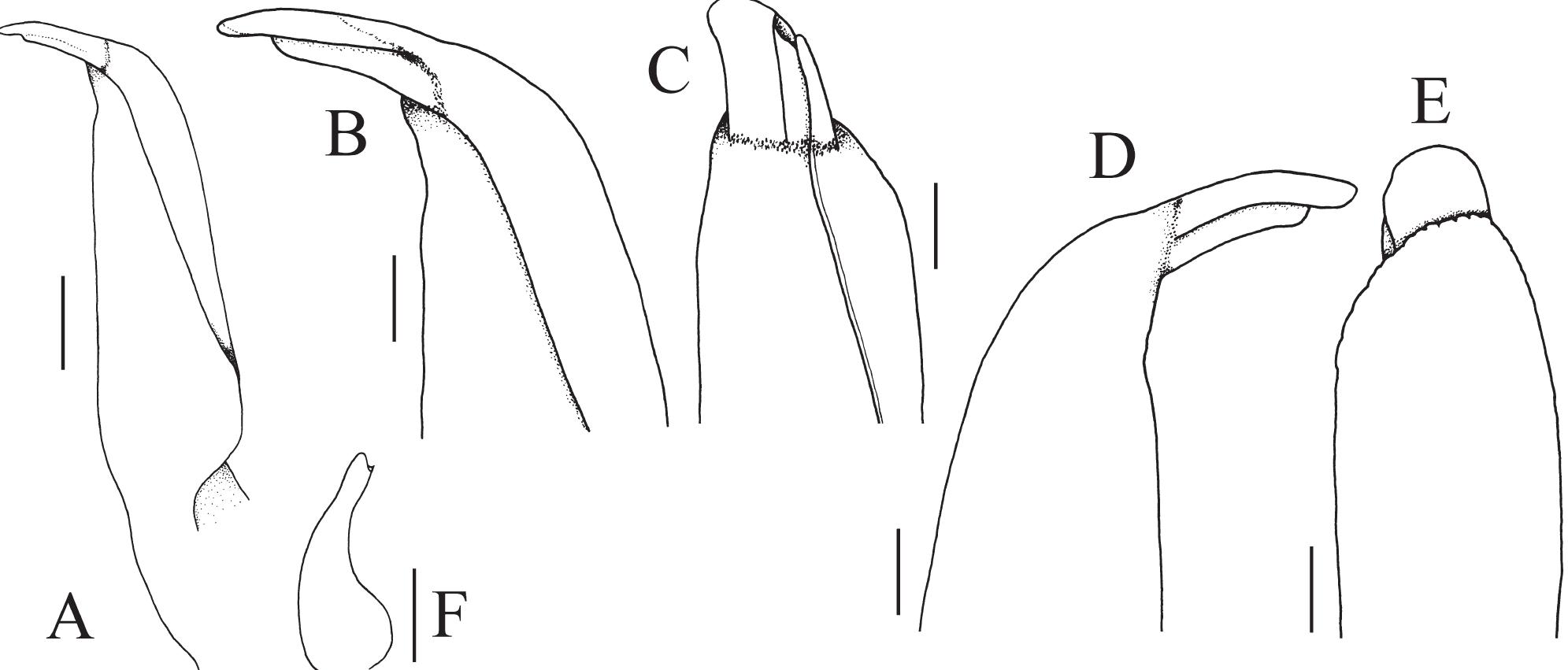 Geosesarma Pdf (PDF) Geosesarma garutense n. sp., a new species of vampire crab ...