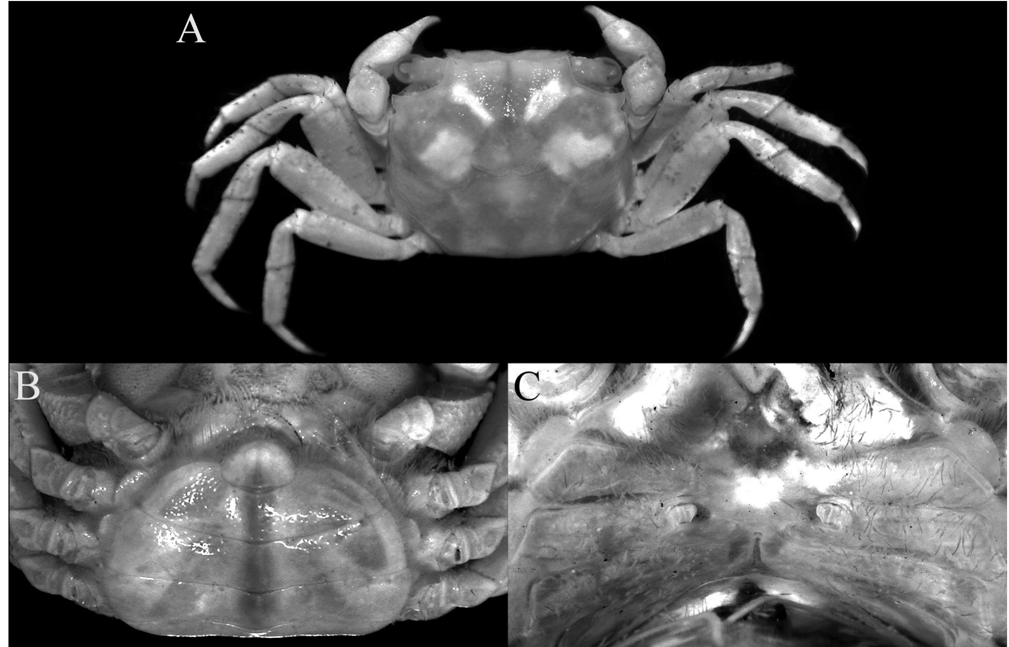Geosesarma Pdf (PDF) Geosesarma garutense n. sp., a new species of vampire crab ...