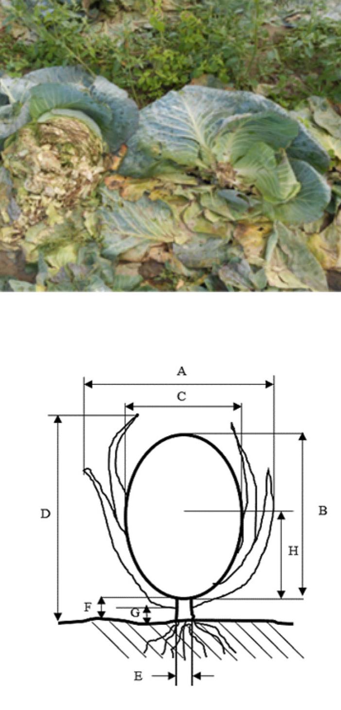 (PDF) A Comprehensive Review of Mechanized Cabbage Harvesting Systems ...