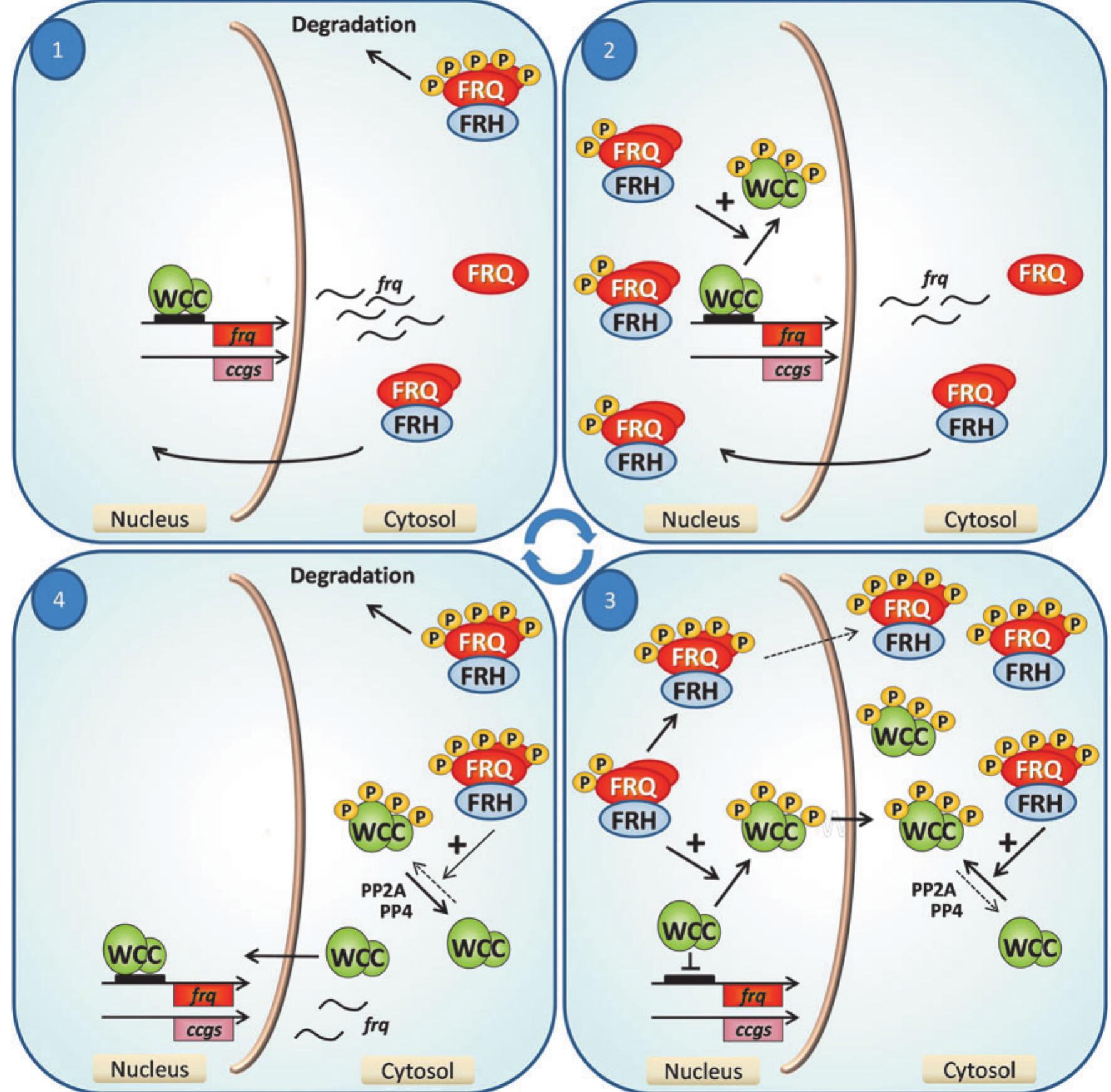 Fwo Control (PDF) Interconnections of Reactive Oxygen Species Homeostasis and ...
